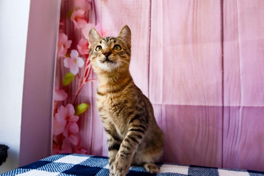 Tater, a Adoptable Domestic Short Hair in Lewisville, TX image 1/6