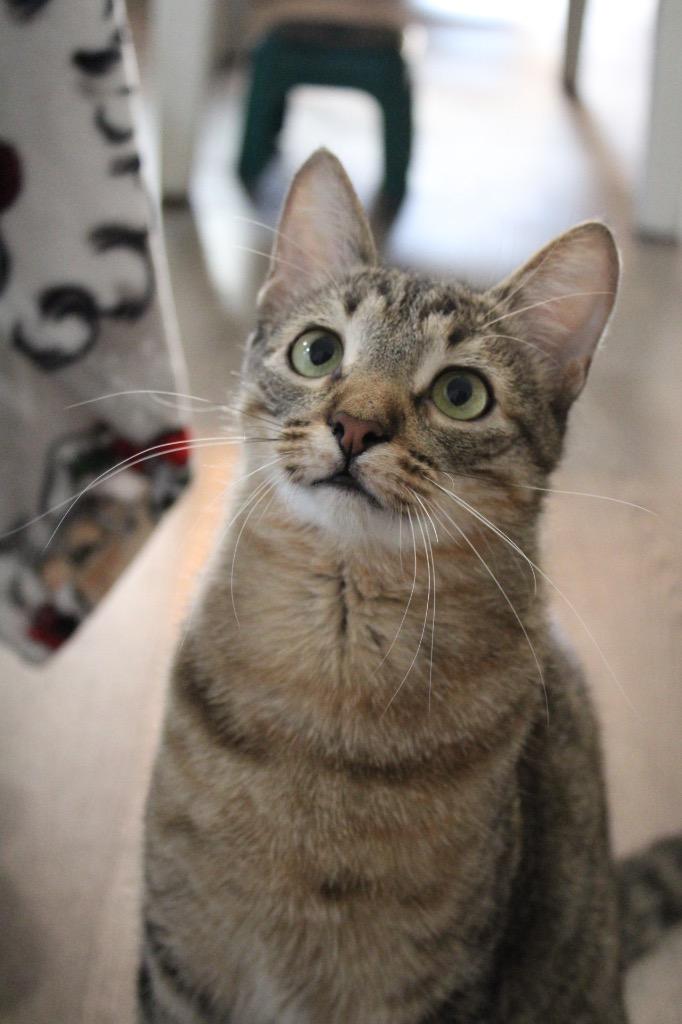 Enlarge Tater, a Adoptable Domestic Short Hair in Lewisville, TX image 3/6