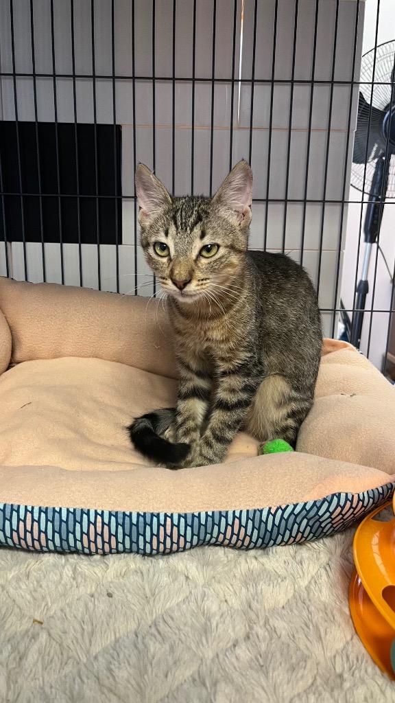 Tater, a Adoptable Domestic Short Hair in Lewisville, TX image 3/6