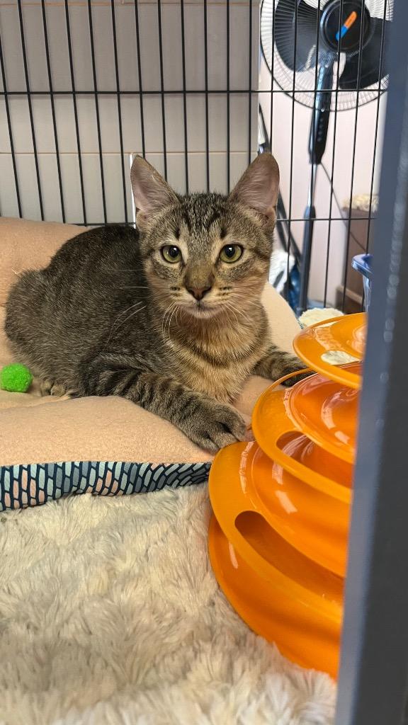 Tater, a Adoptable Domestic Short Hair in Lewisville, TX image 4/6