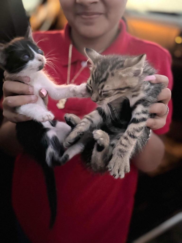 Tater, a Adoptable Domestic Short Hair in Lewisville, TX image 5/6