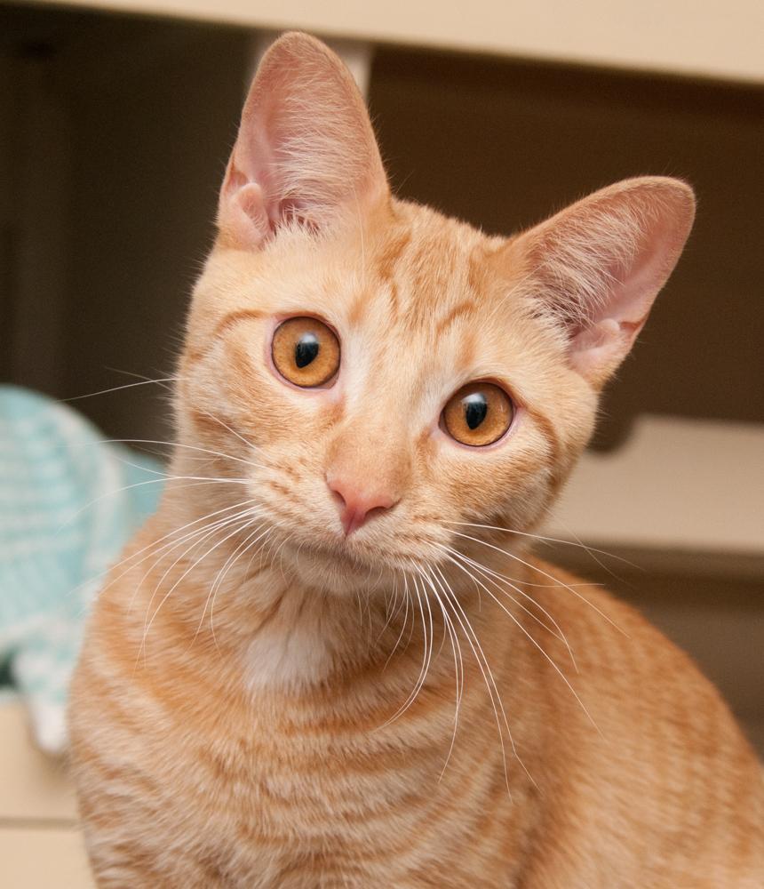 Colby Jack, a Adoptable Tabby in Westminster, CO image 1/4