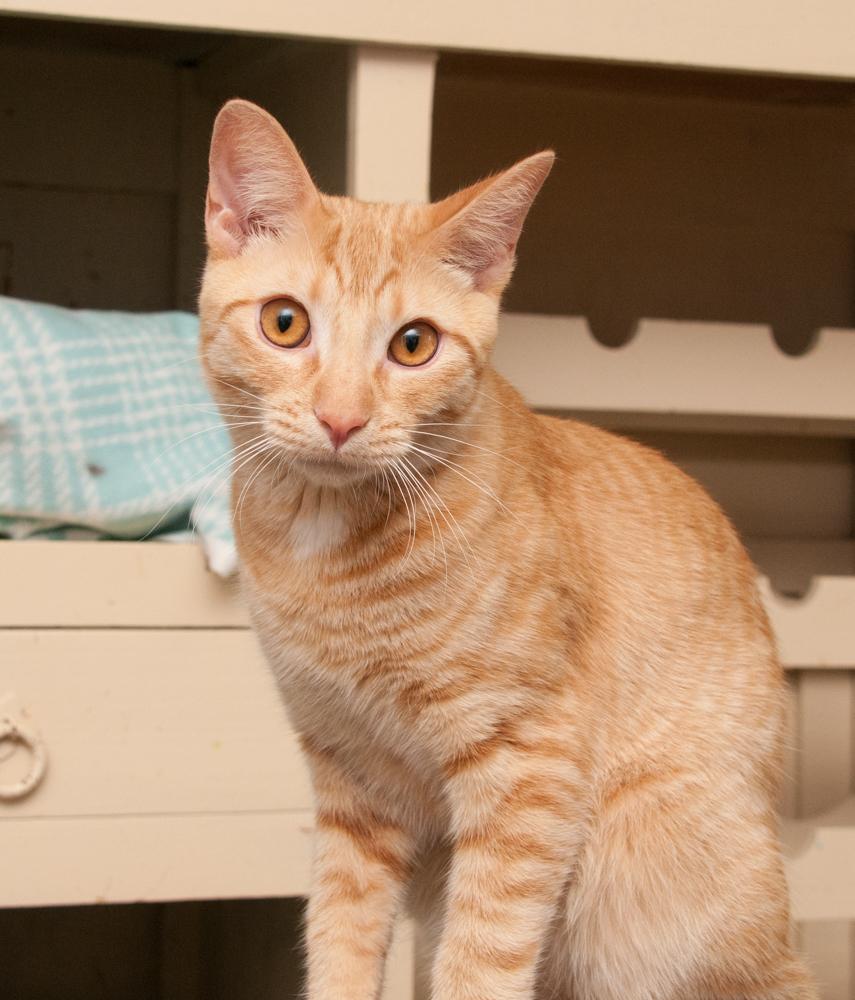 Colby Jack, a Adoptable Tabby in Westminster, CO image 2/4
