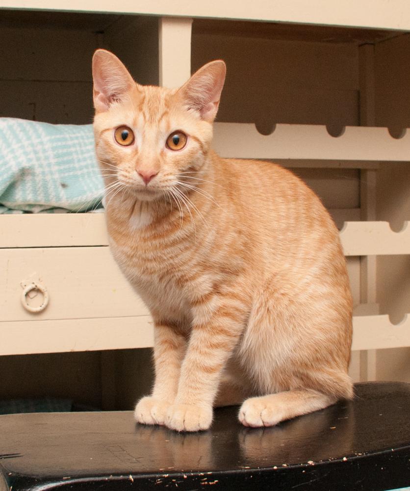 Colby Jack, a Adoptable Tabby in Westminster, CO image 3/4