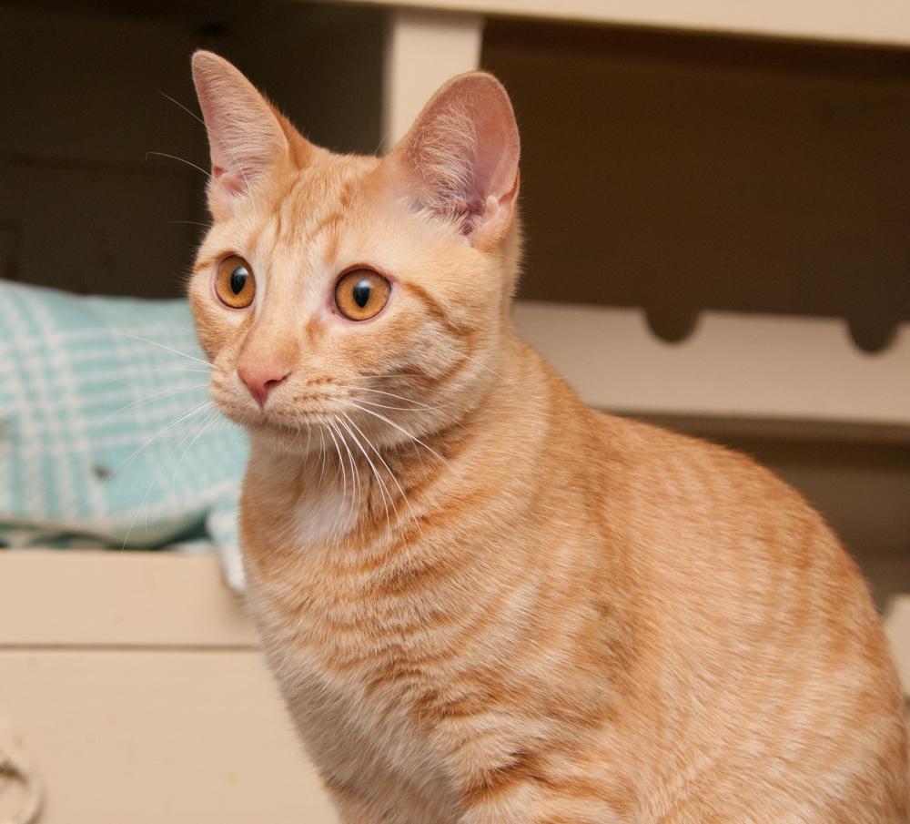 Colby Jack, a Adoptable Tabby in Westminster, CO image 4/4