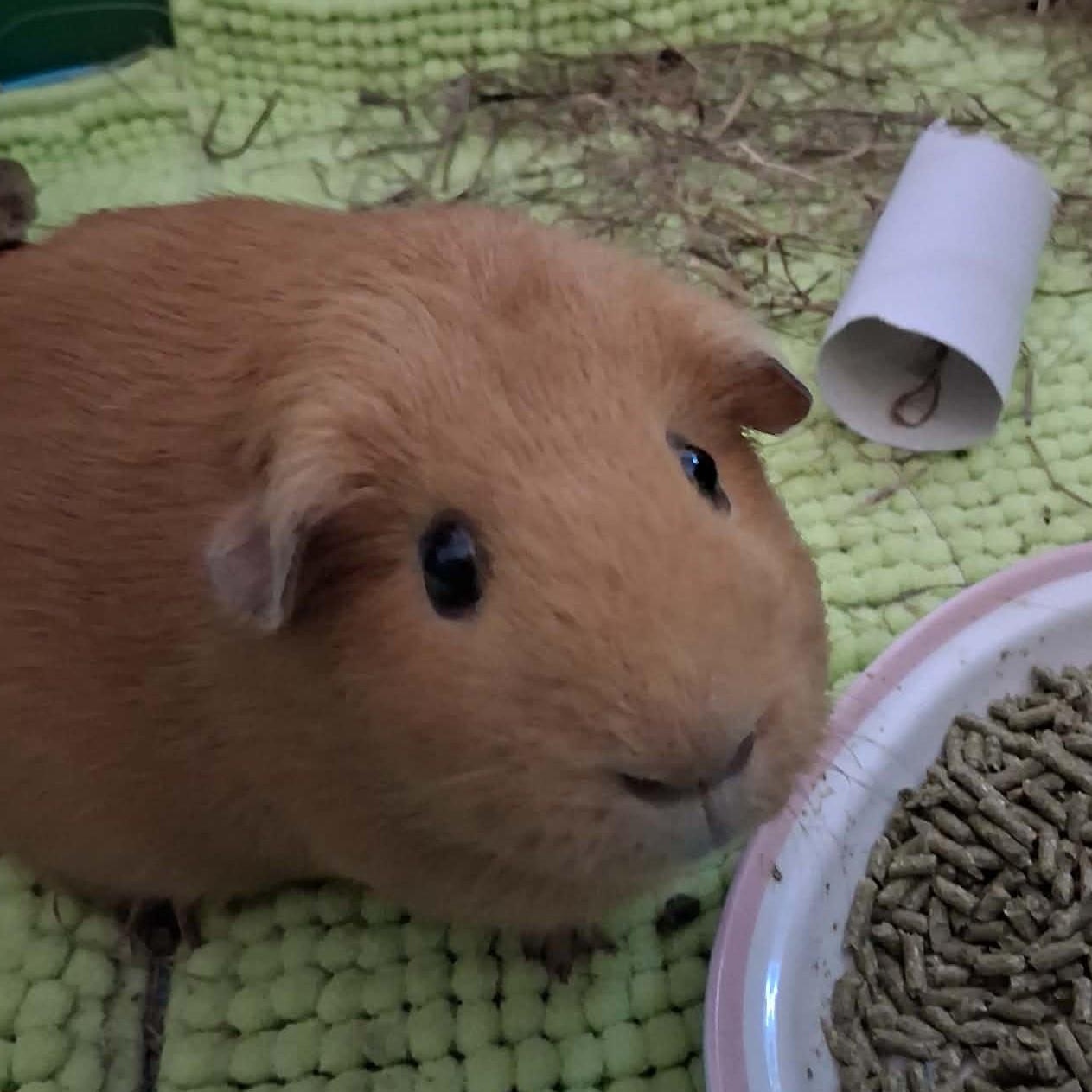 Chai, adopted, Young Female Guinea Pig.