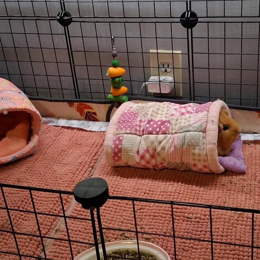 Enlarge Chai, an adopted Guinea Pig in Rochester, NY image 3/4