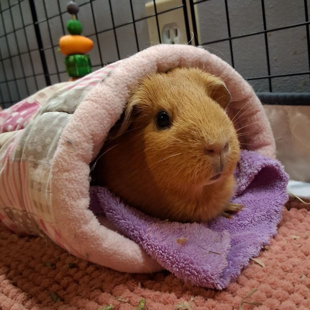 Enlarge Chai, an adopted Guinea Pig in Rochester, NY image 2/4