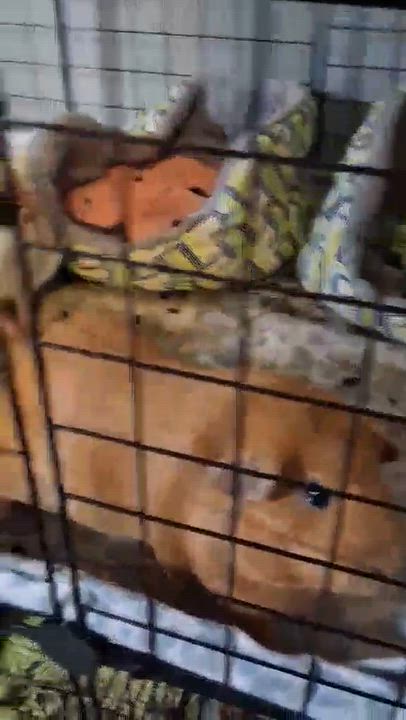 Enlarge Chai, an adopted Guinea Pig in Rochester, NY video 4/4