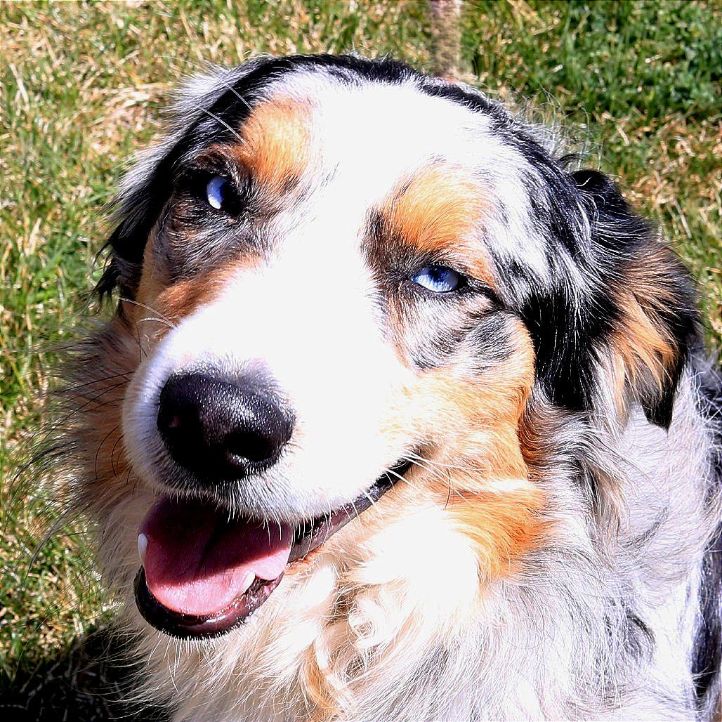 Cowboy, a Adoptable Australian Shepherd in Rifle, CO image 1/3
