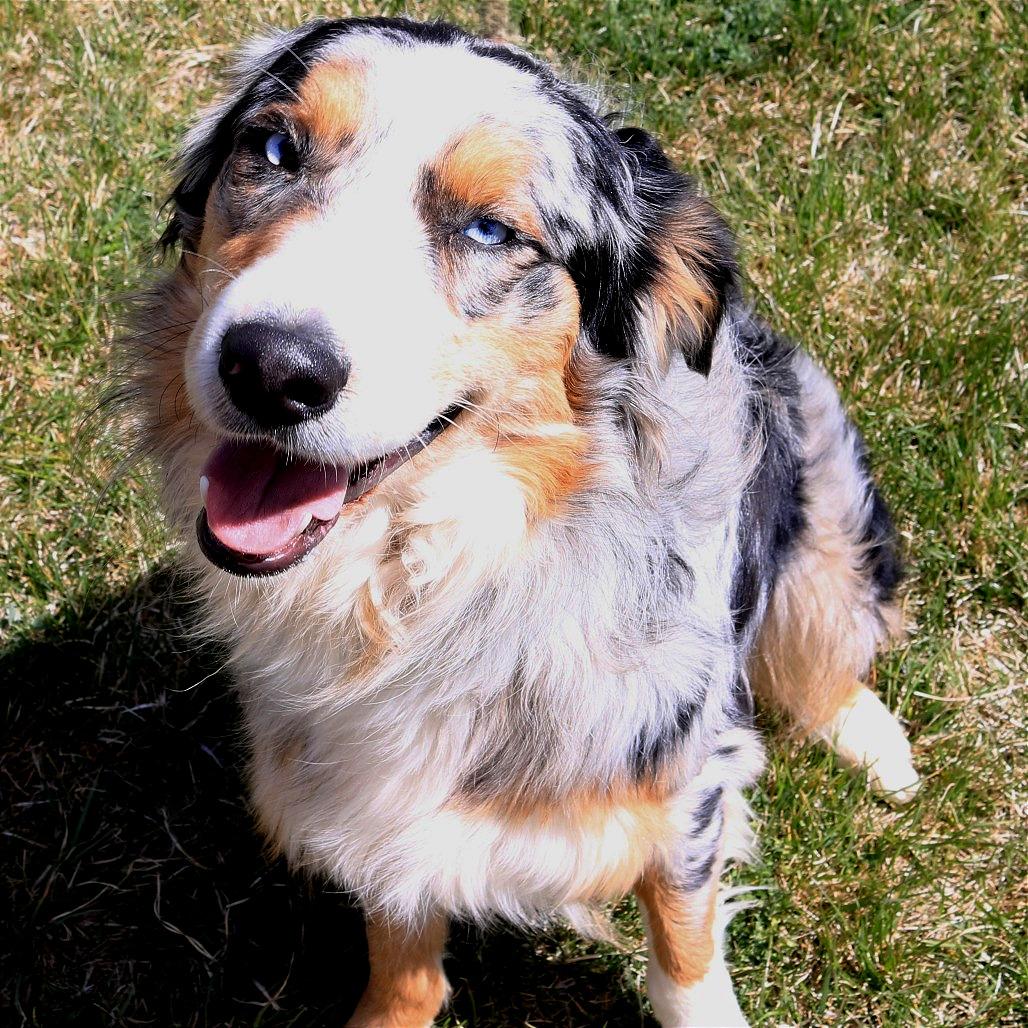 Cowboy, a Adoptable Australian Shepherd in Rifle, CO image 2/3