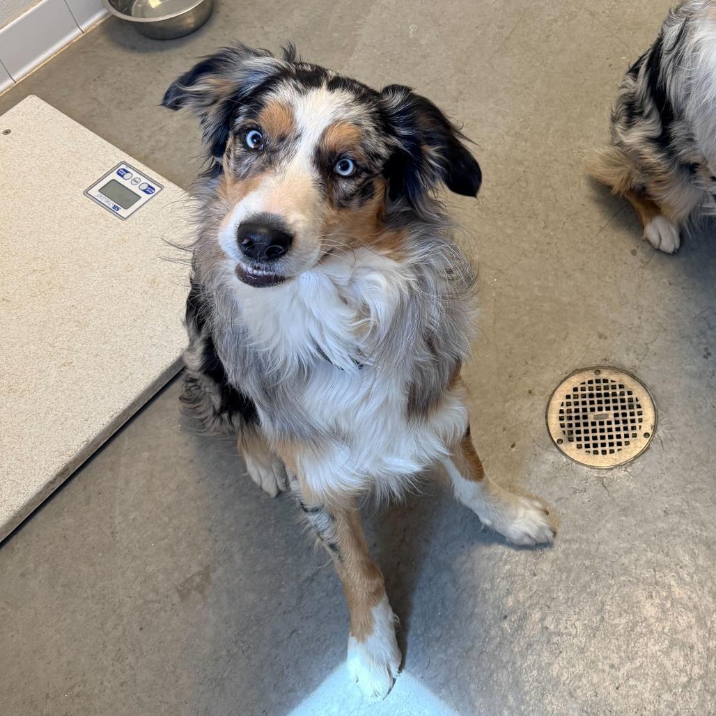 Cowboy, a Adoptable Australian Shepherd in Rifle, CO image 3/3