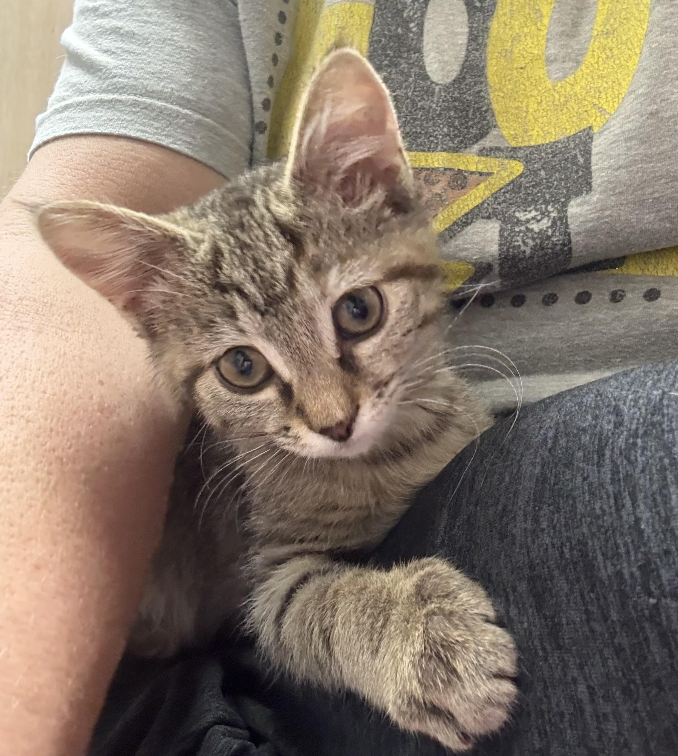 Toasty, a Adoptable mixed breed in Kings Mountain, NC image 6/6