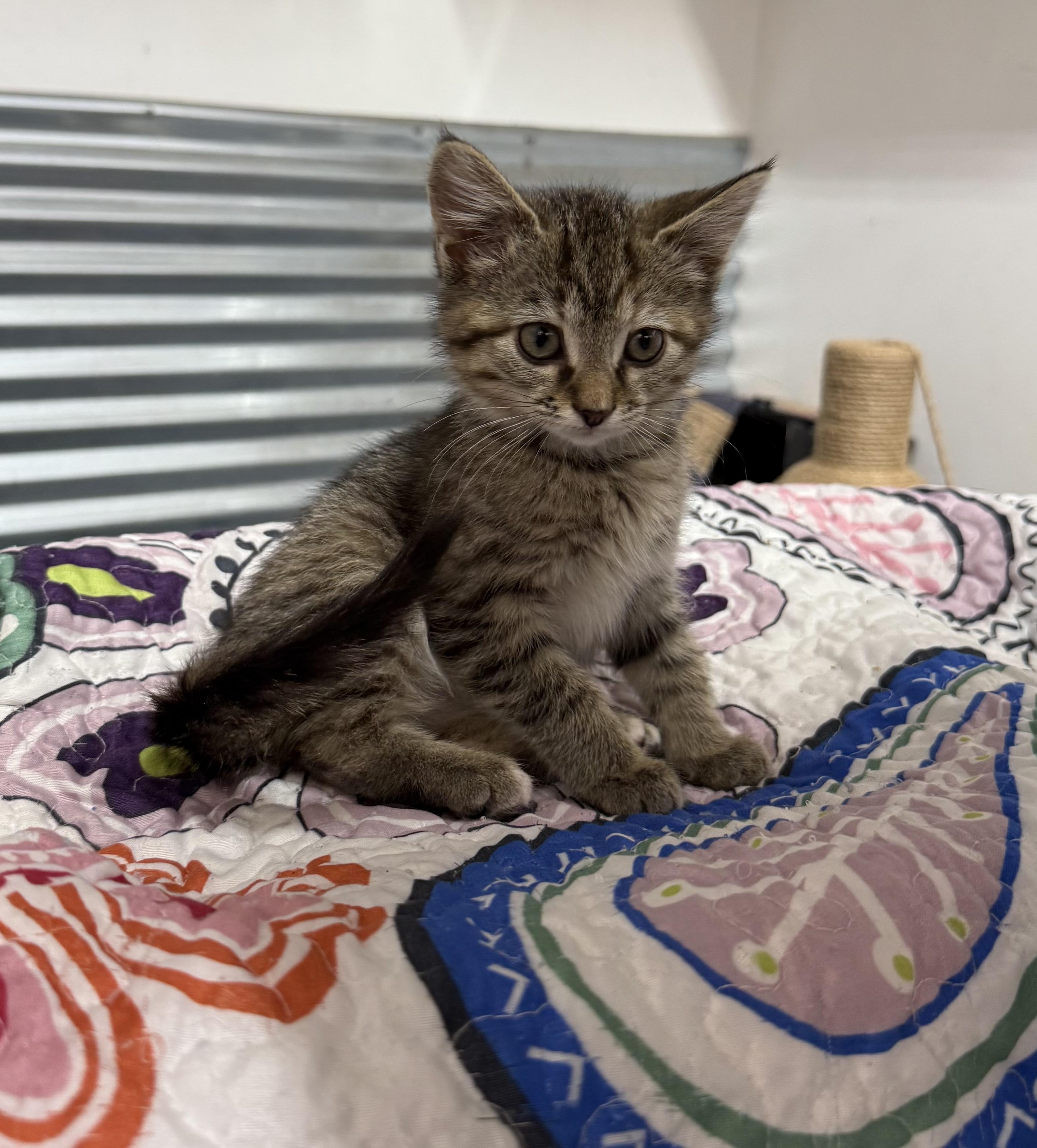 Toasty, Adoptable, Kitten Female American Shorthair.
