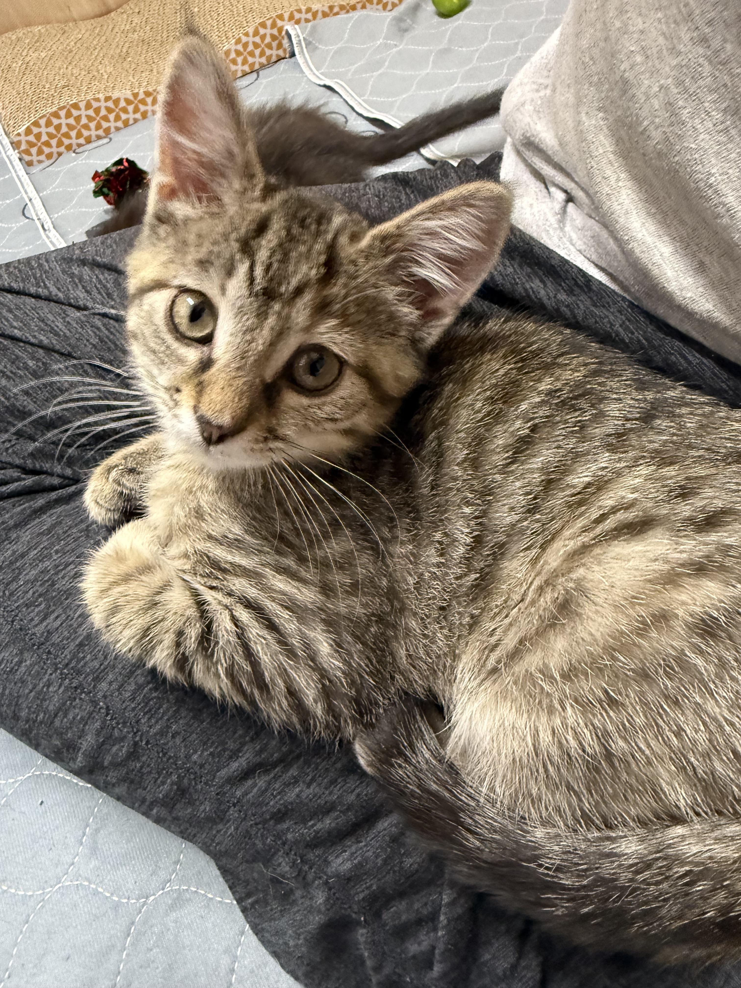 Toasty, a Adoptable mixed breed in Kings Mountain, NC image 4/6