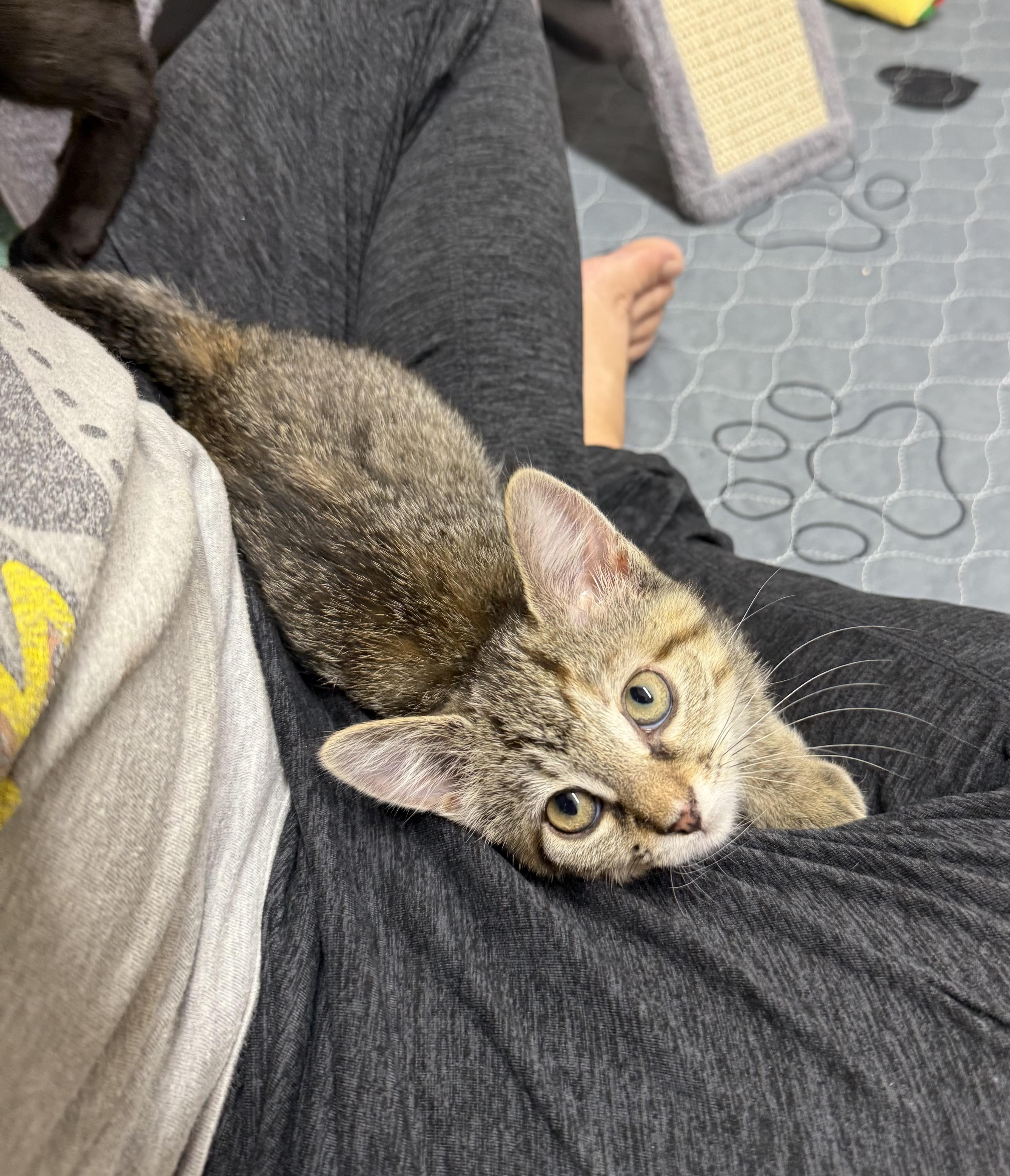 Toasty, a Adoptable mixed breed in Kings Mountain, NC image 3/6