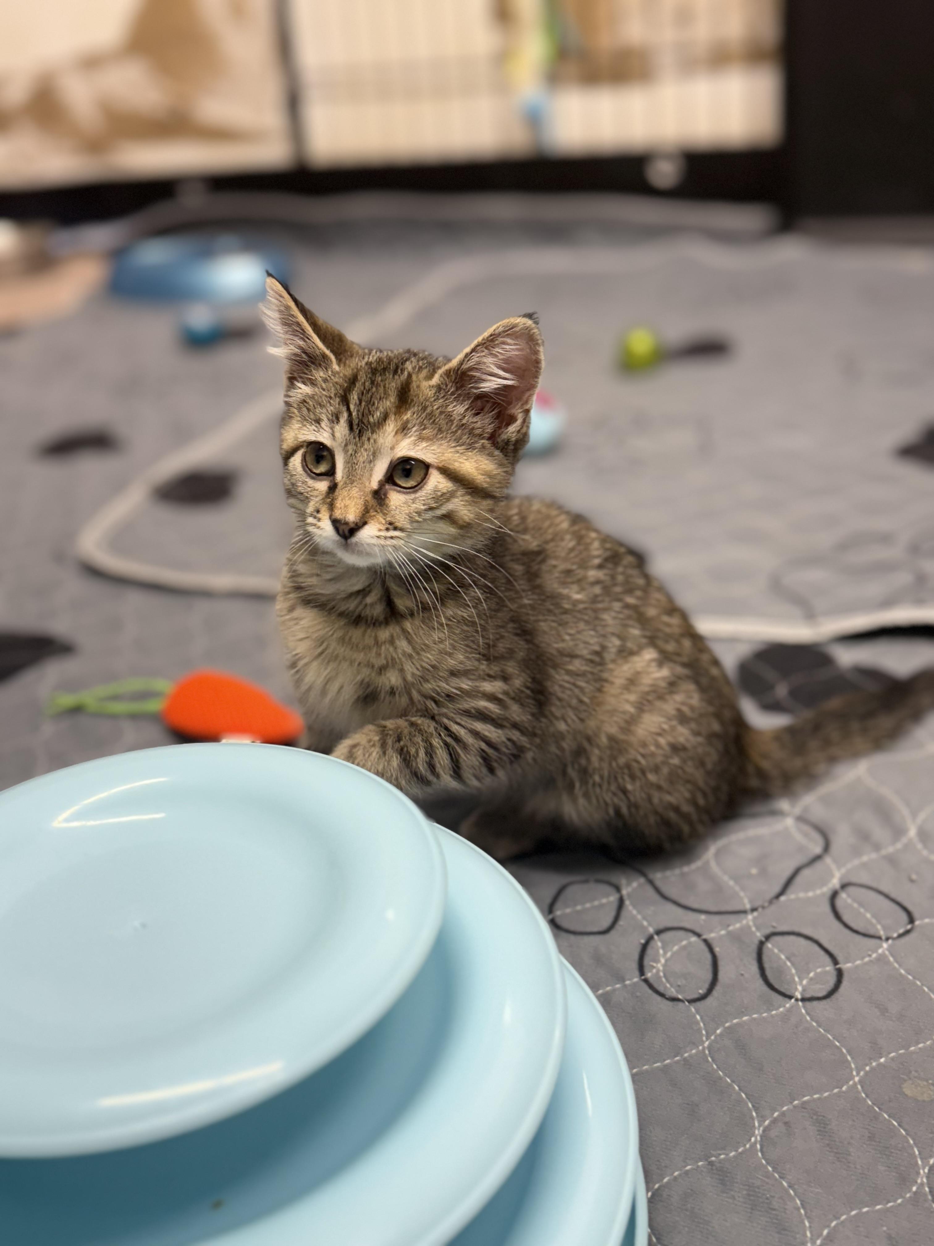 Toasty, a Adoptable mixed breed in Kings Mountain, NC image 5/6
