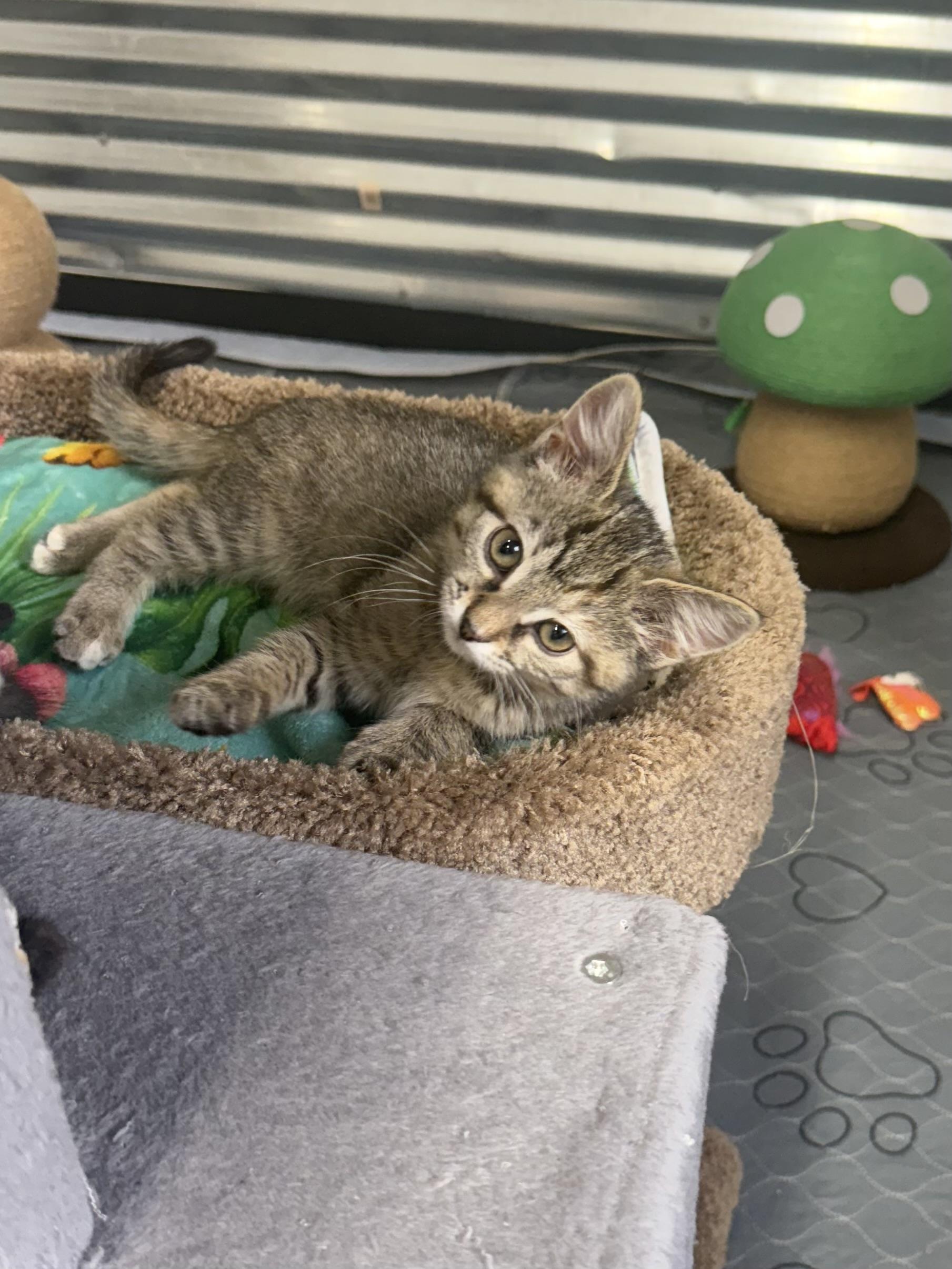 Toasty, a Adoptable mixed breed in Kings Mountain, NC image 2/6