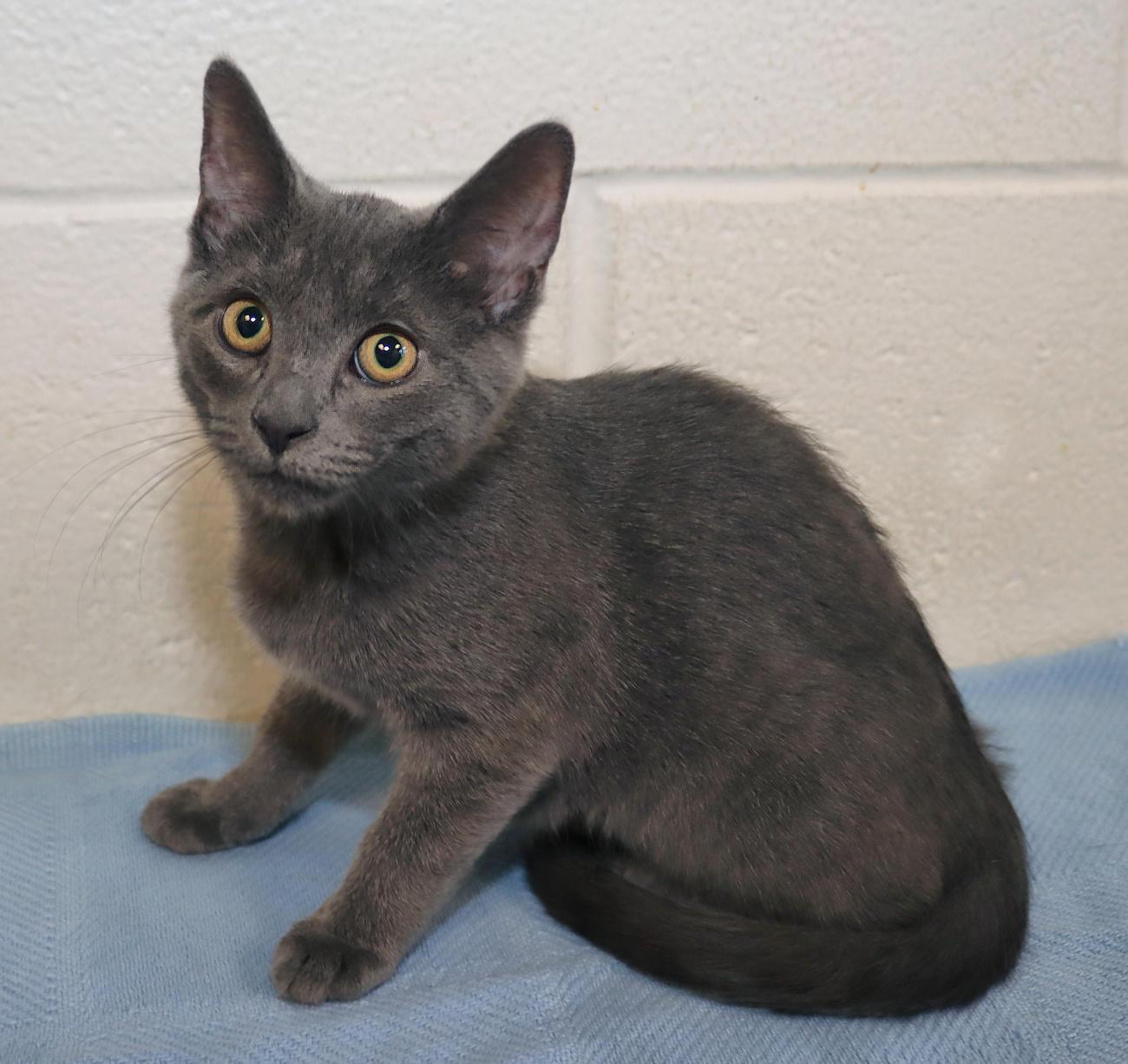 Enlarge Presley, a Adopted mixed breed in Euclid, OH image 5/5