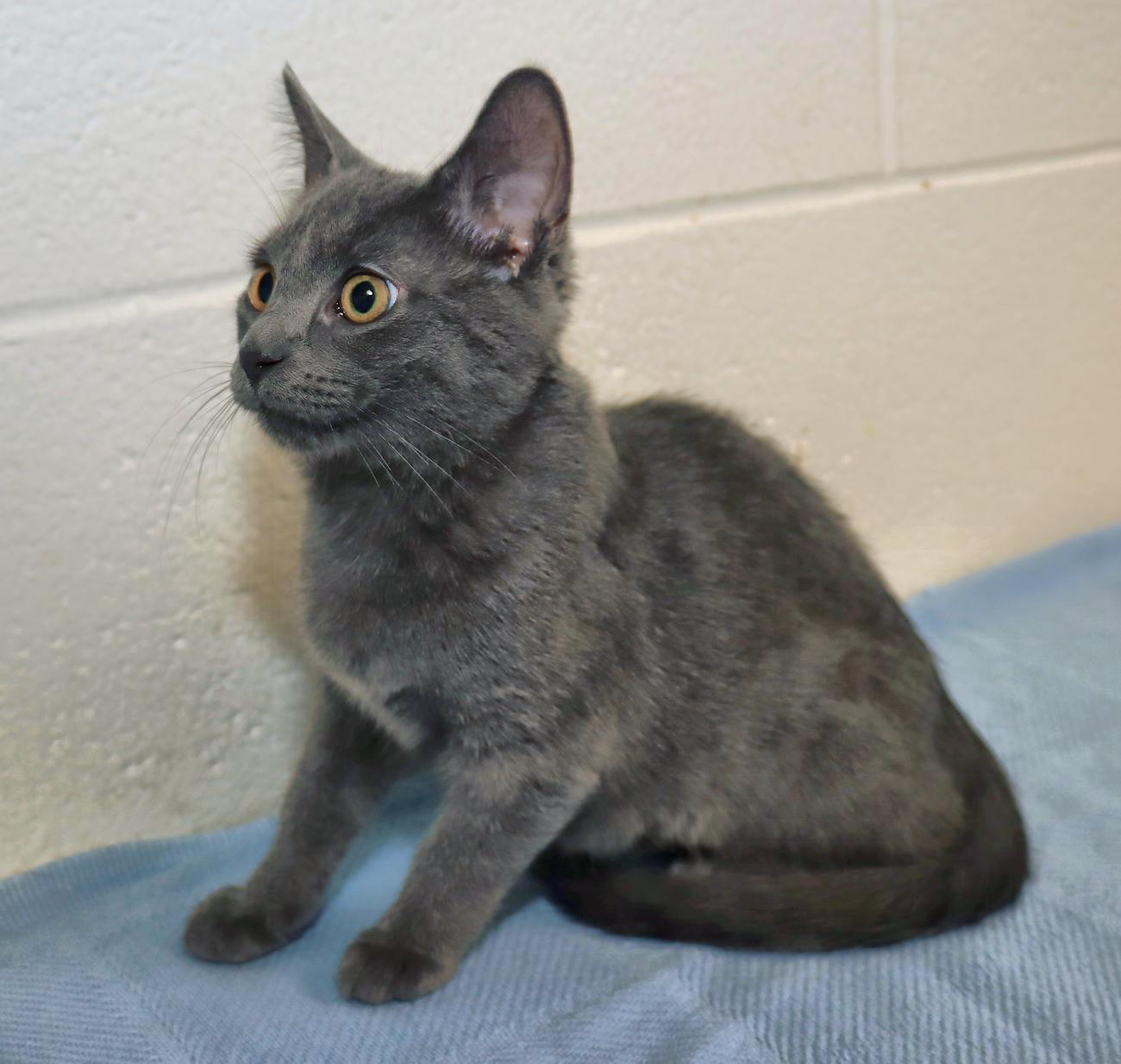 Enlarge Presley, a Adopted mixed breed in Euclid, OH image 4/5
