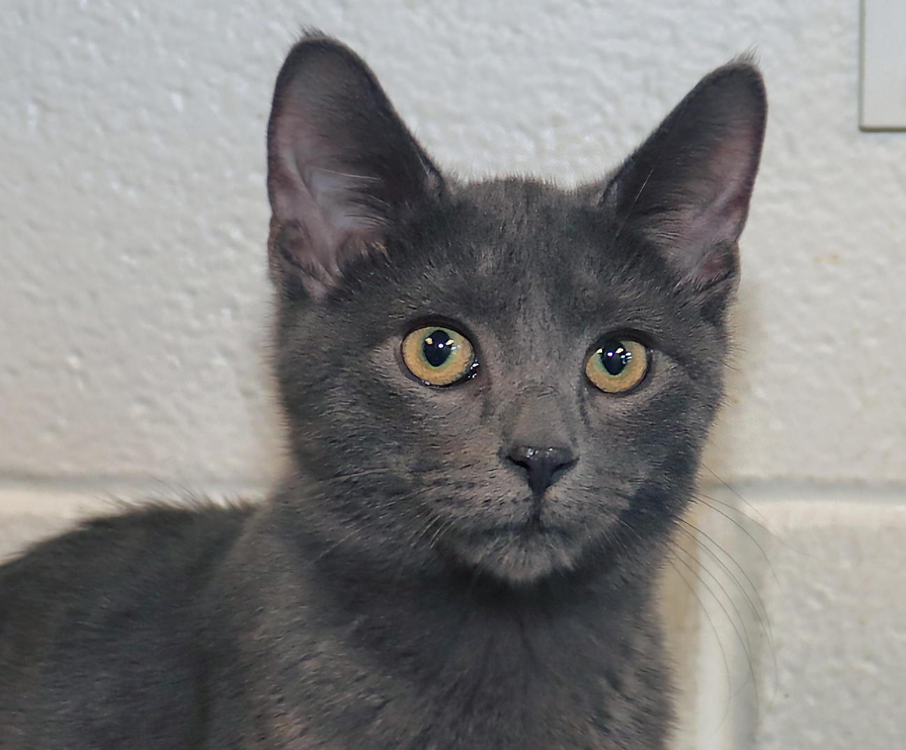 Enlarge Presley, a Adopted mixed breed in Euclid, OH image 1/5