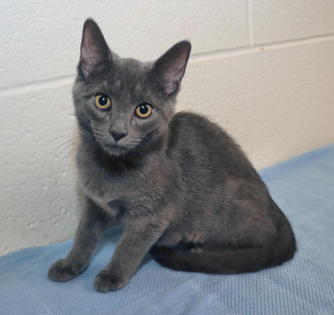 Enlarge Presley, a Adopted mixed breed in Euclid, OH image 3/5