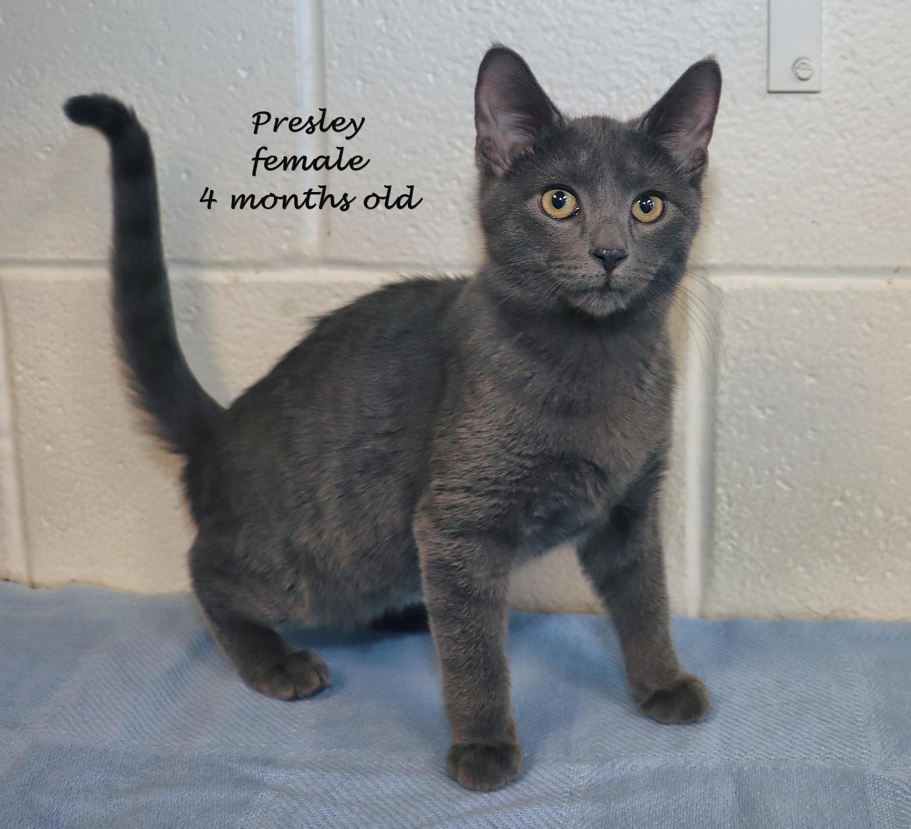 Enlarge Presley, a Adopted mixed breed in Euclid, OH image 2/5