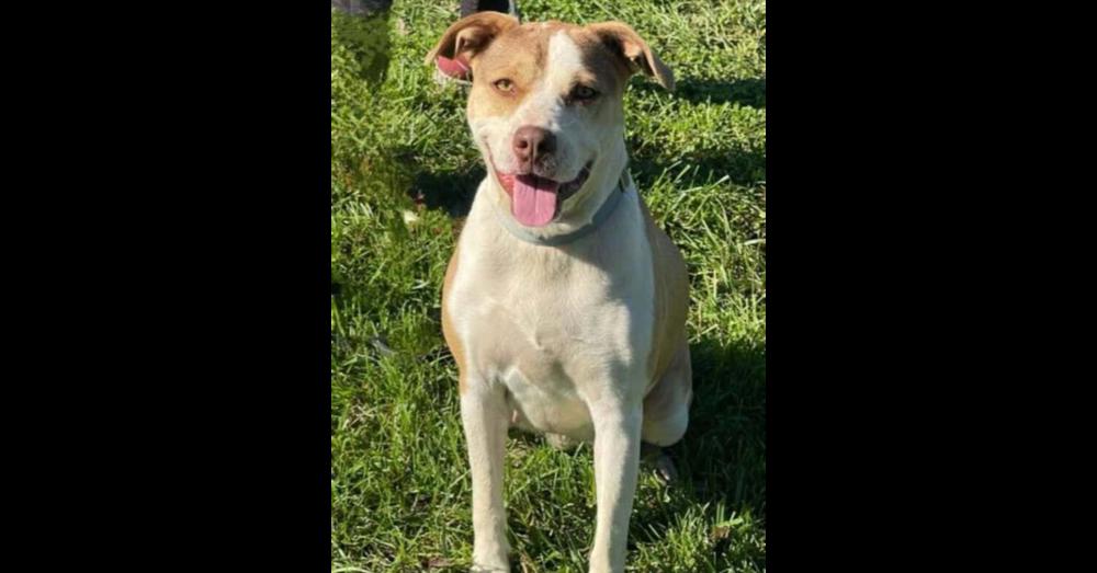 Enlarge Gracie, a Adoptable mixed breed in Owenton, KY image 2/4