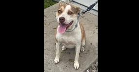 Enlarge Gracie, a Adoptable mixed breed in Owenton, KY image 4/4