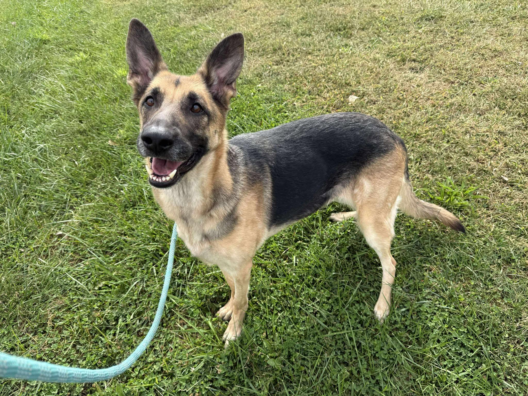Honey, Adopted, Adult Female German Shepherd Dog.