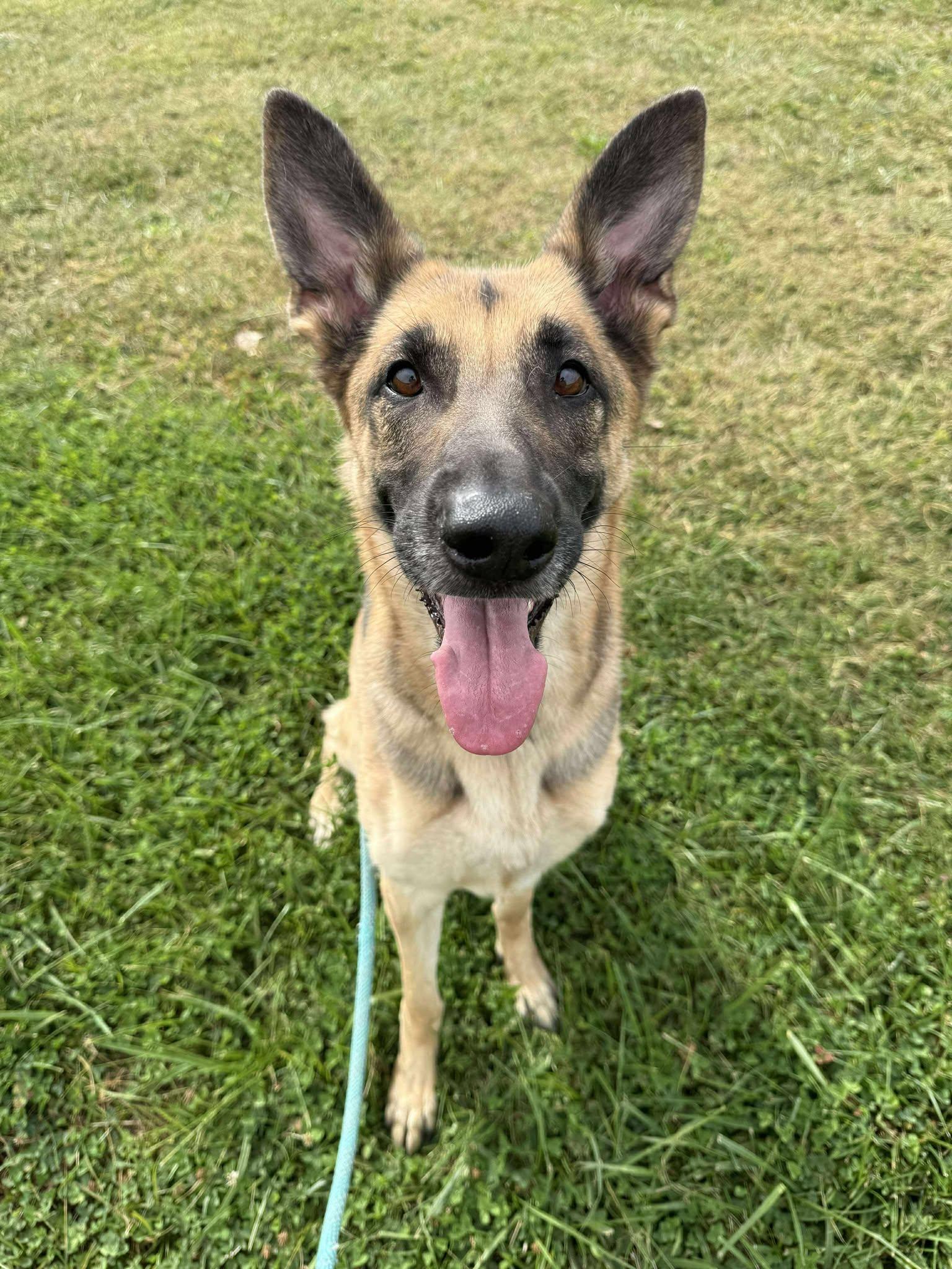 Enlarge Honey, a Adopted German Shepherd Dog in Tremont, IL image 2/2
