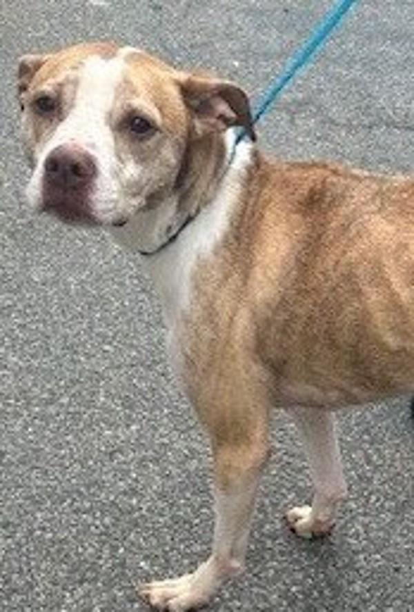 26-02-0452 Penny, Adoptable, Adult Female Pit Bull Terrier.