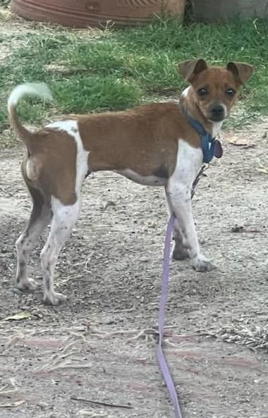 Carley, a Adoptable mixed breed image 1/2