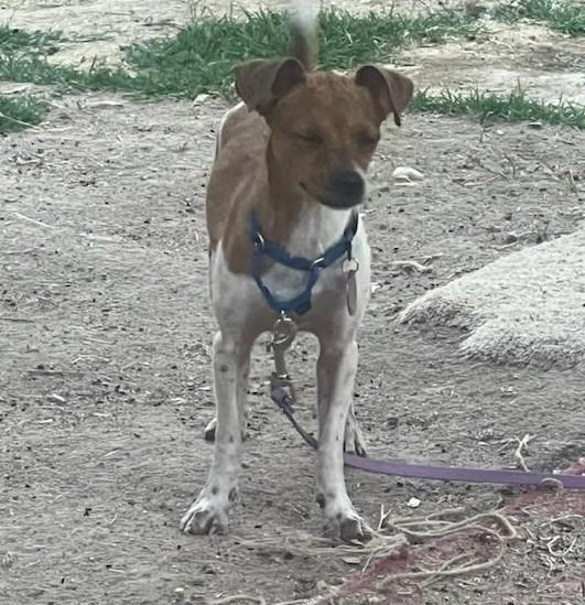 Carley, Adoptable, Young Female Chihuahua.