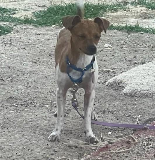 Carley, a Adoptable mixed breed image 2/2