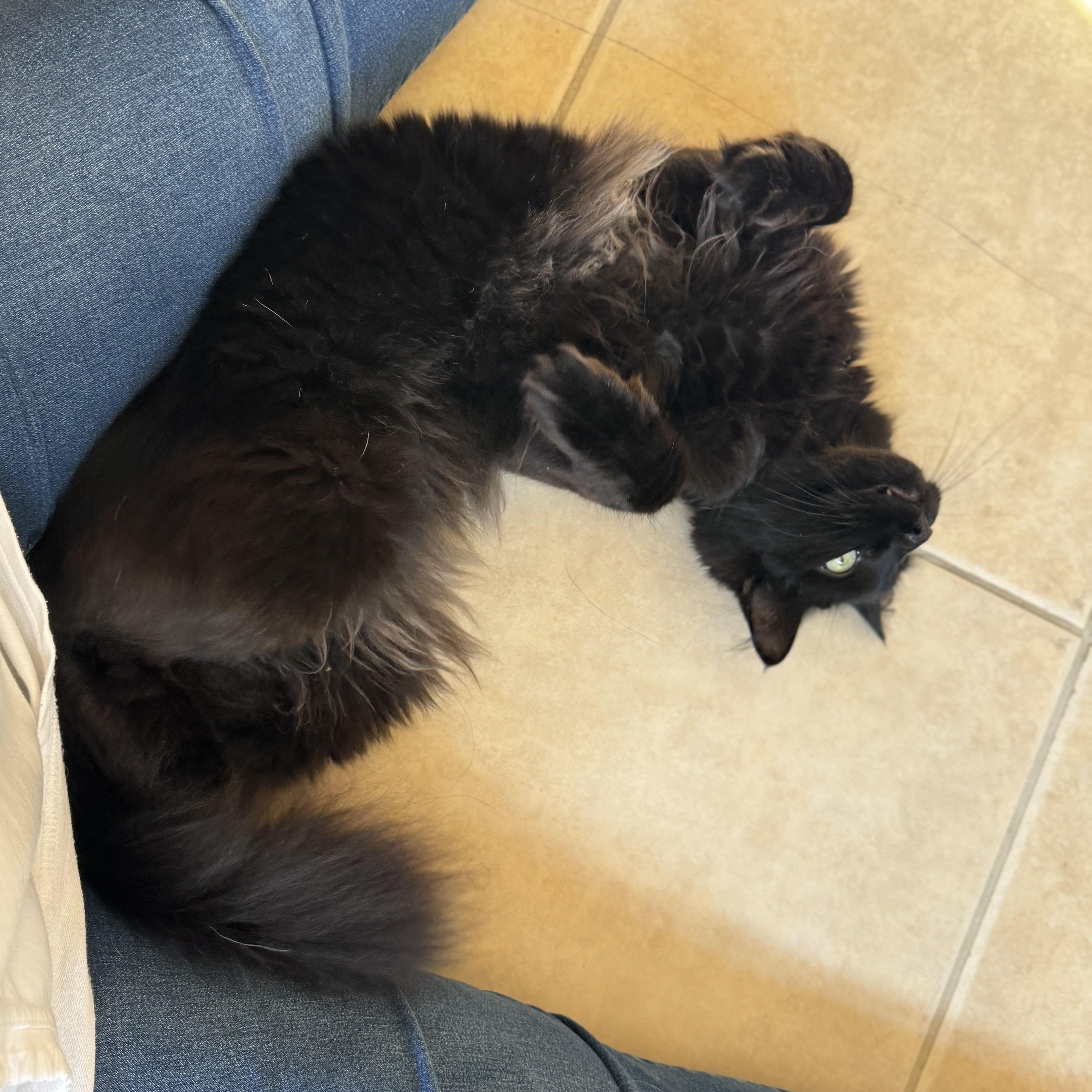 Ren -Sweet Guy!, a Adoptable mixed breed in Seattle, WA image 2/5