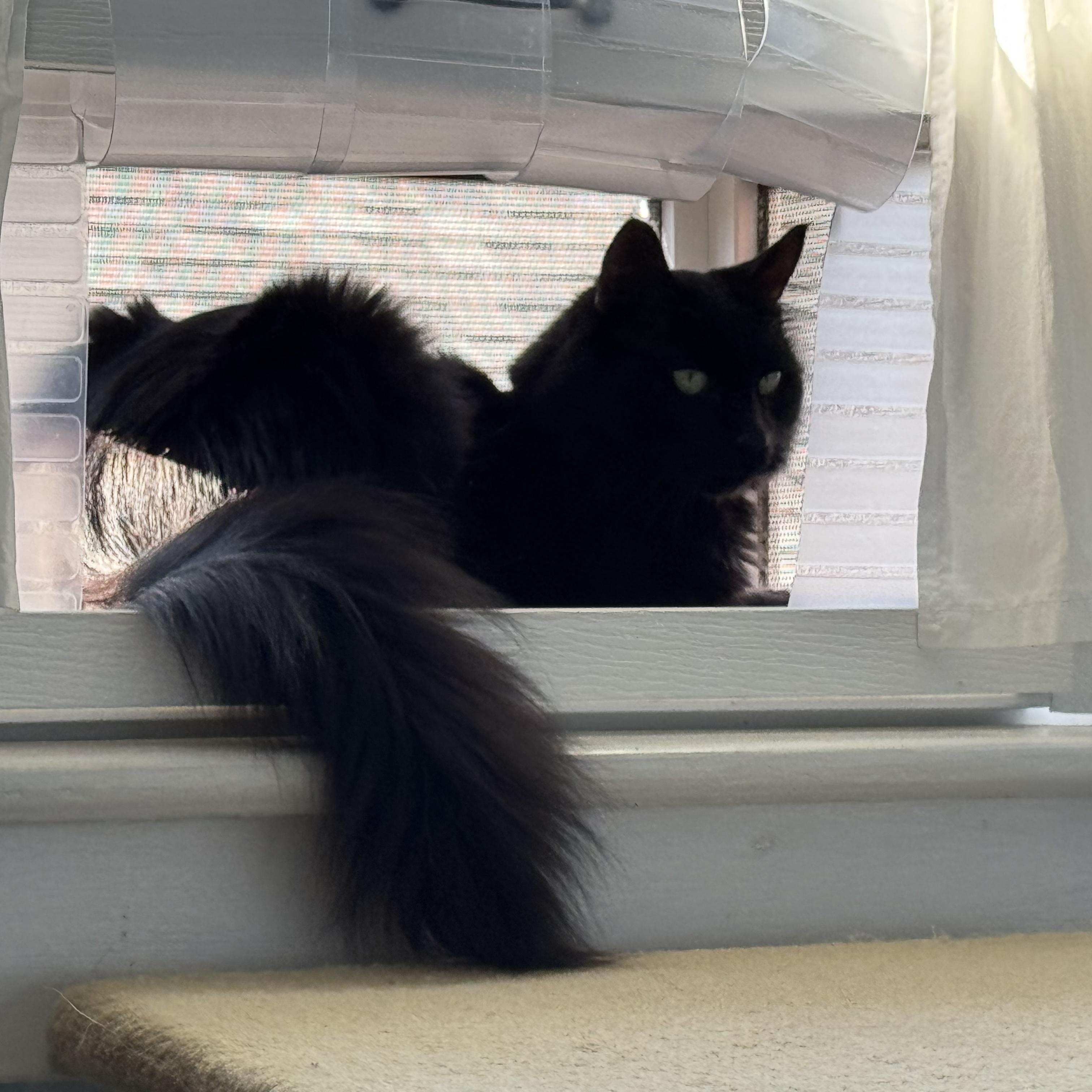 Ren -Sweet Guy!, a Adoptable mixed breed in Seattle, WA image 4/5