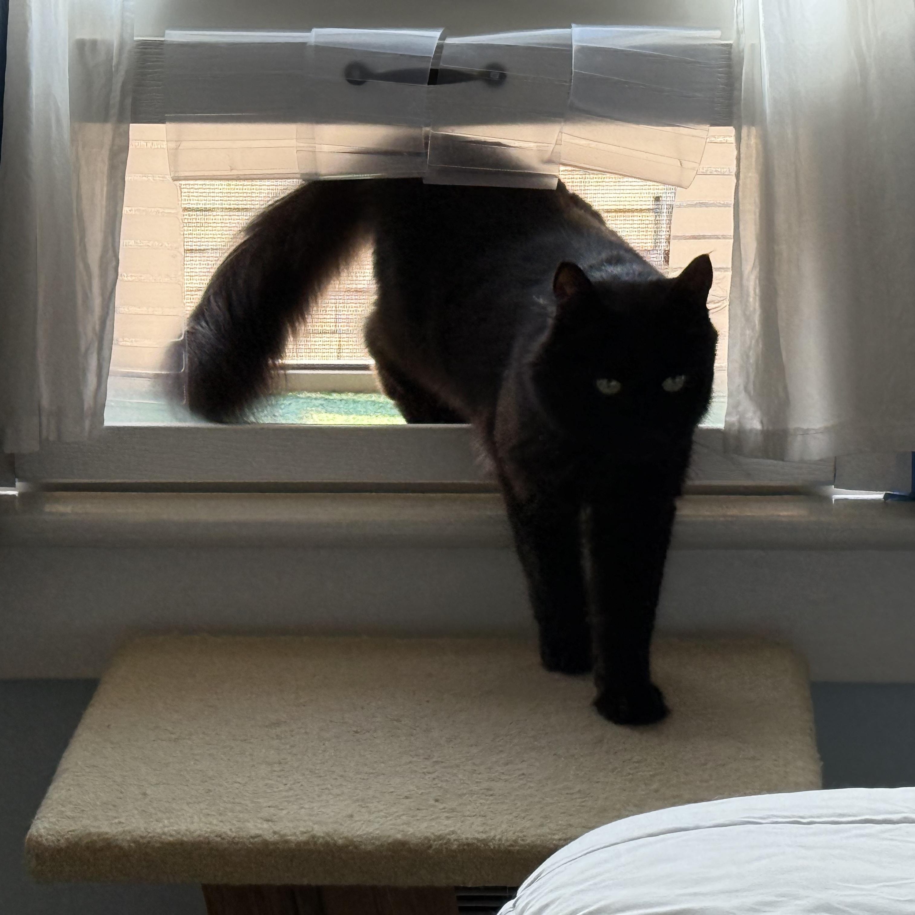 Ren -Sweet Guy!, a Adoptable mixed breed in Seattle, WA image 5/5