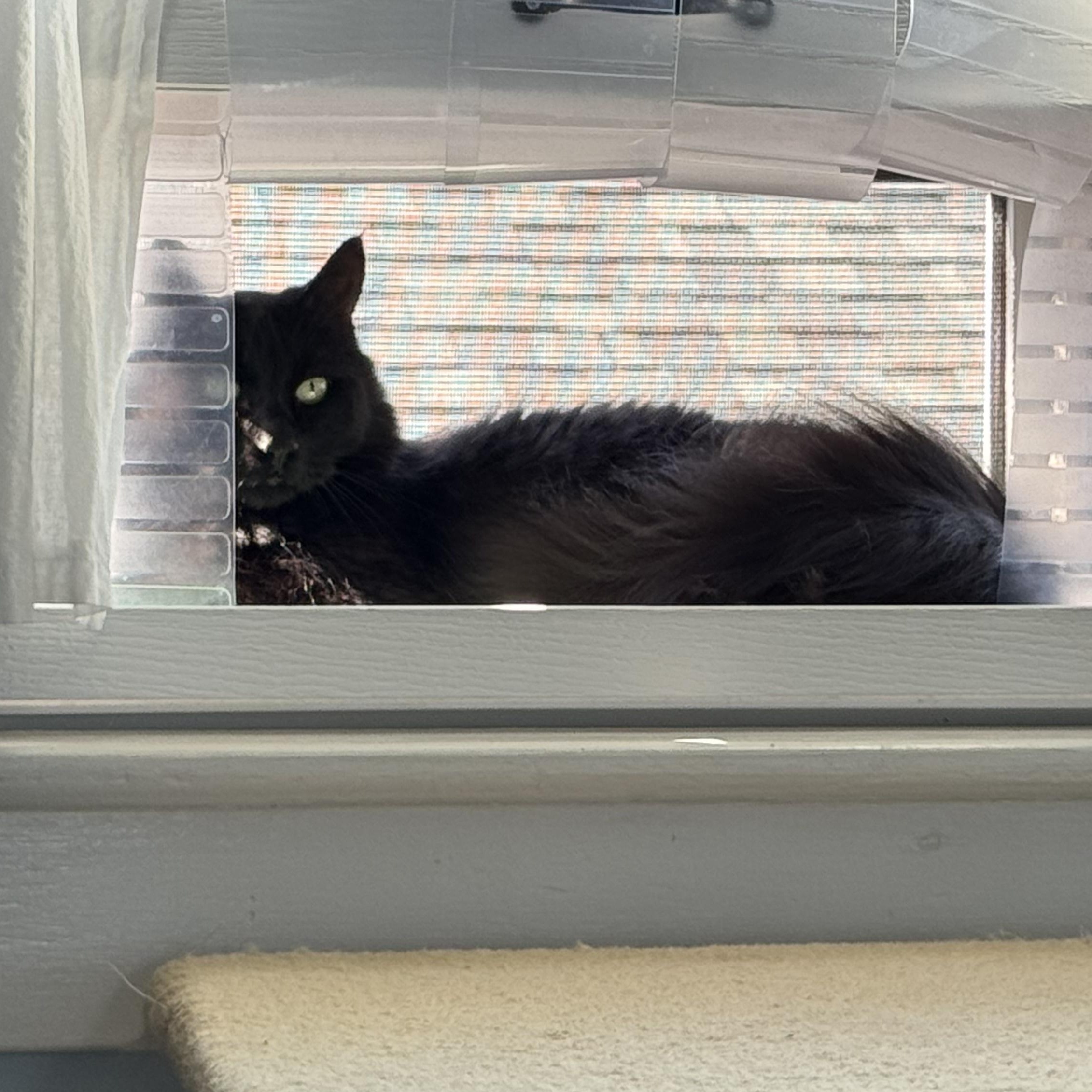 Ren -Sweet Guy!, a Adoptable mixed breed in Seattle, WA image 3/5