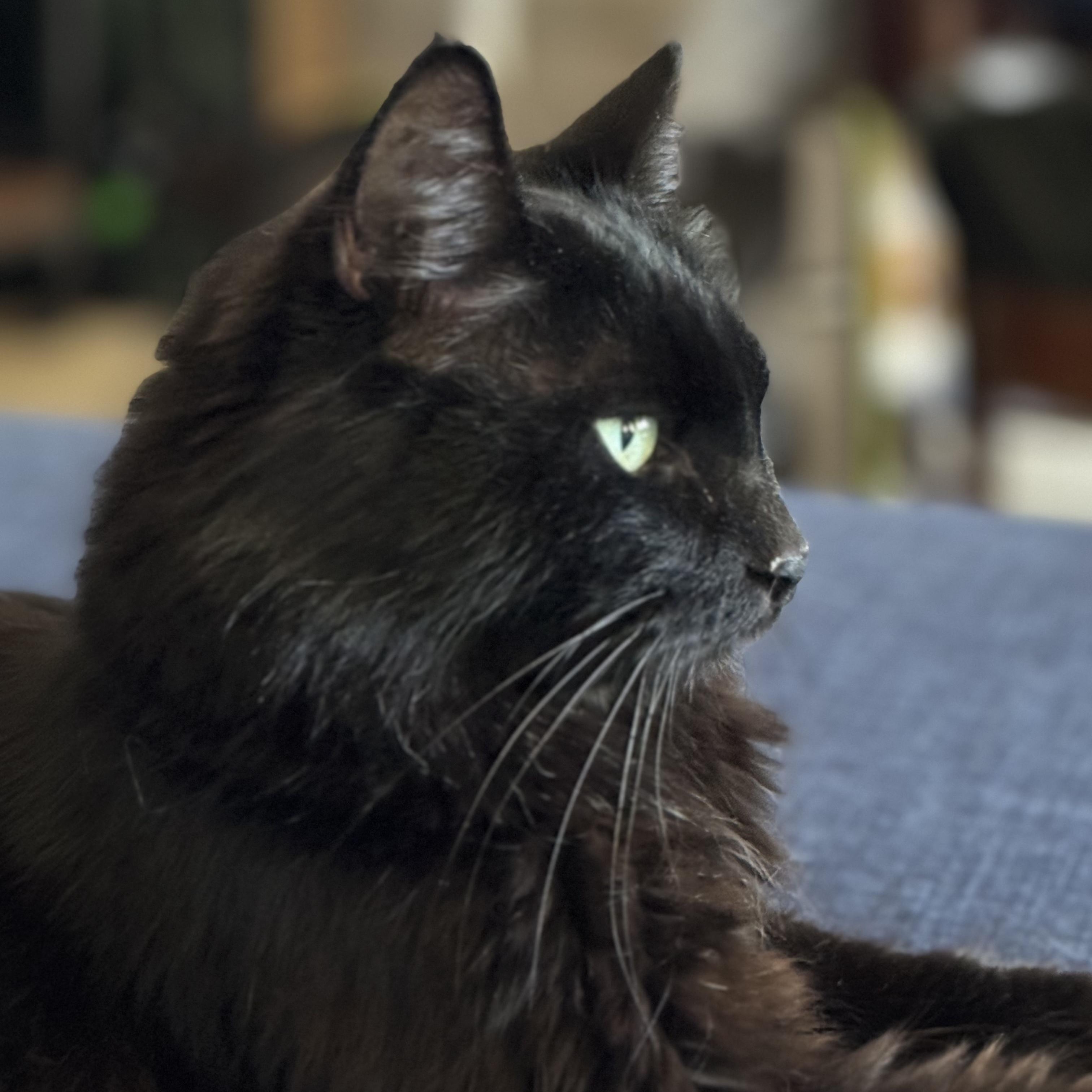 Ren -Sweet Guy!, Adoptable, Young Male Domestic Long Hair.