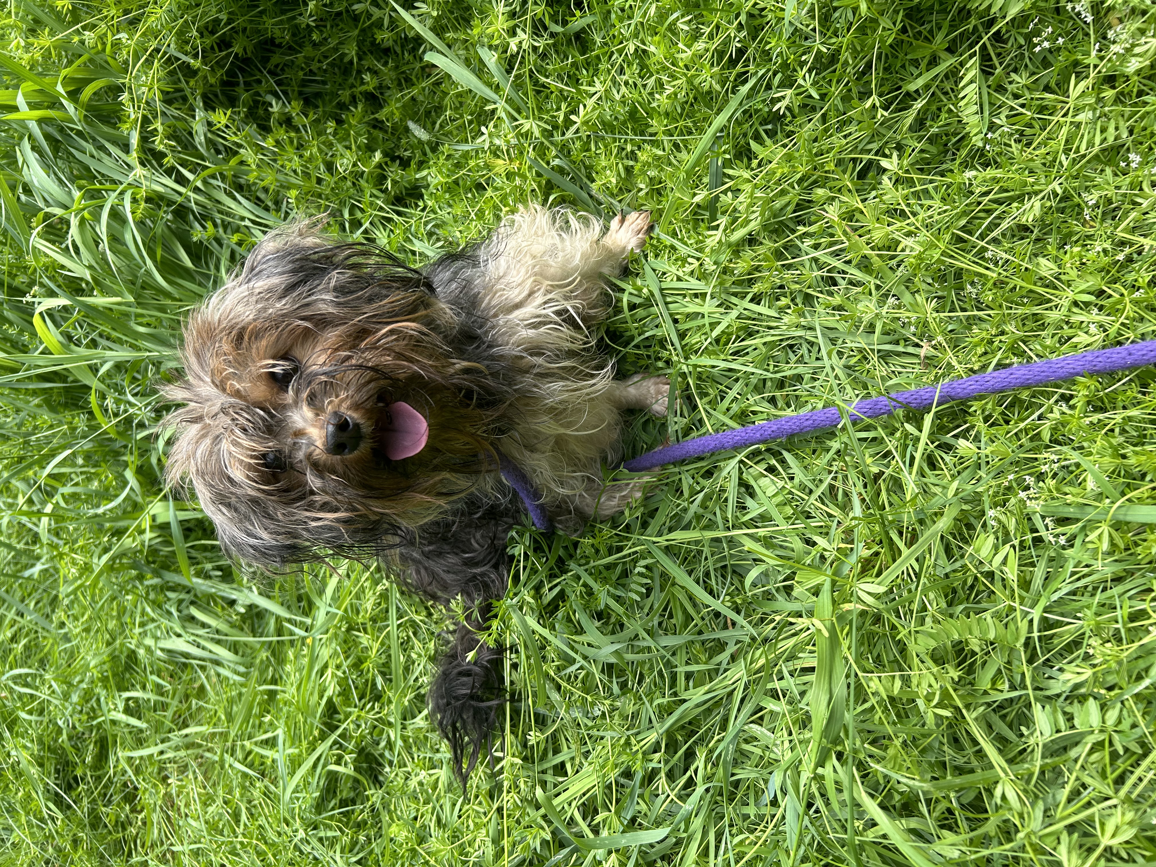 Gucci, Adopted, Adult Female Yorkshire Terrier.