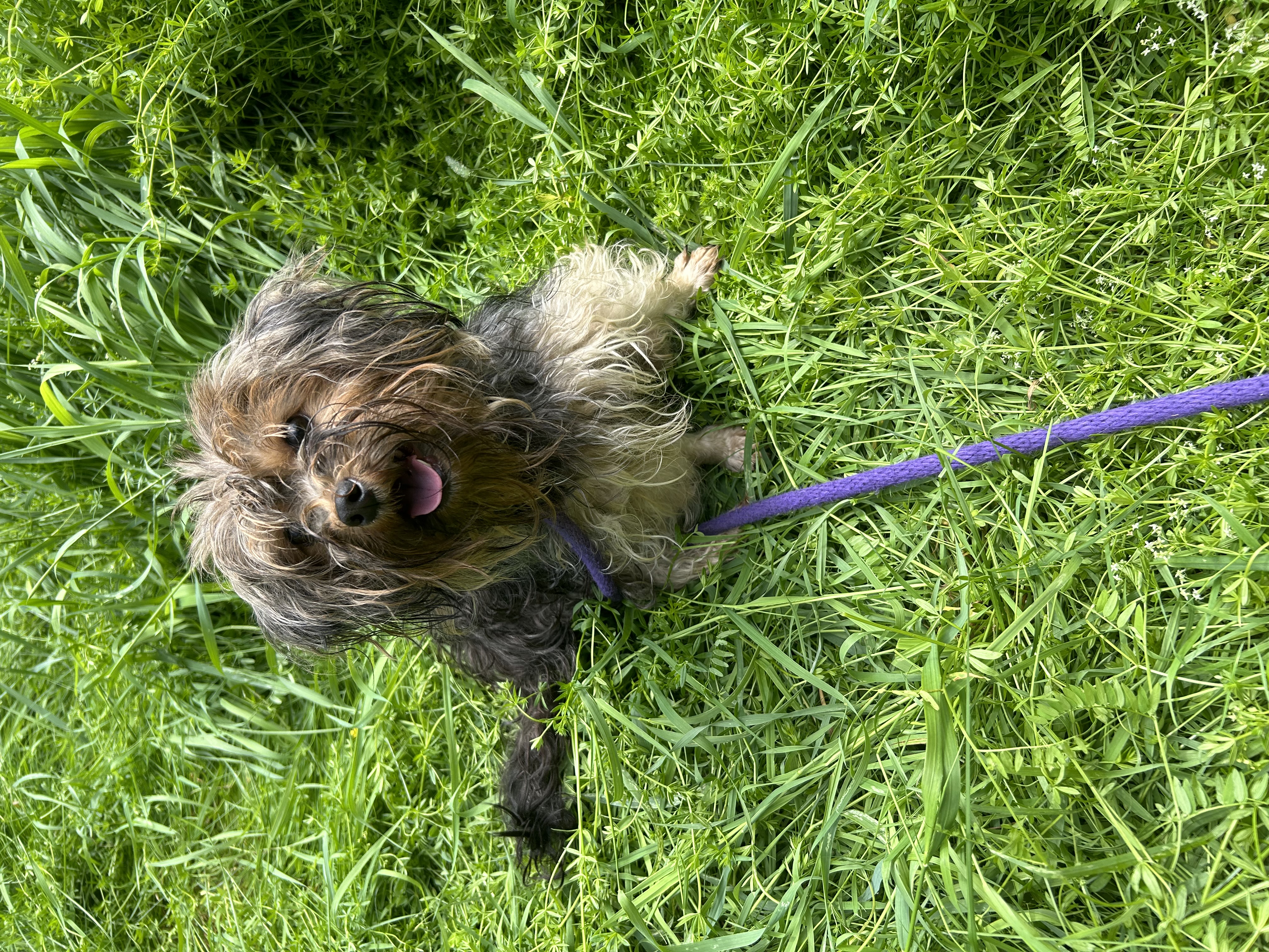 Enlarge Gucci, a Adopted Yorkshire Terrier in Navan, ON image 2/3