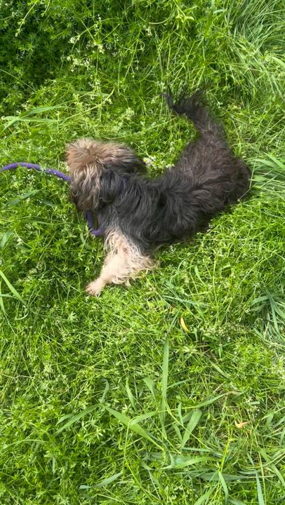 Enlarge Gucci, a Adopted Yorkshire Terrier in Navan, ON video 3/3