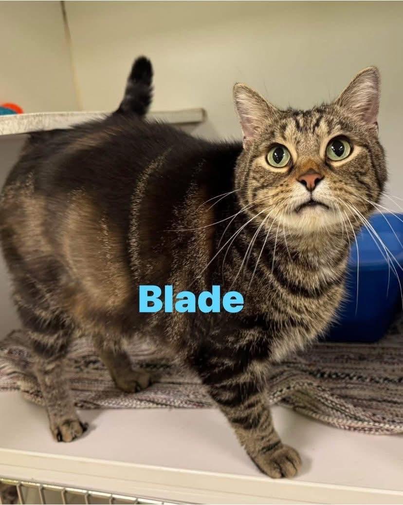 Blade , ADOPTABLE, Adult Male Domestic Short Hair.