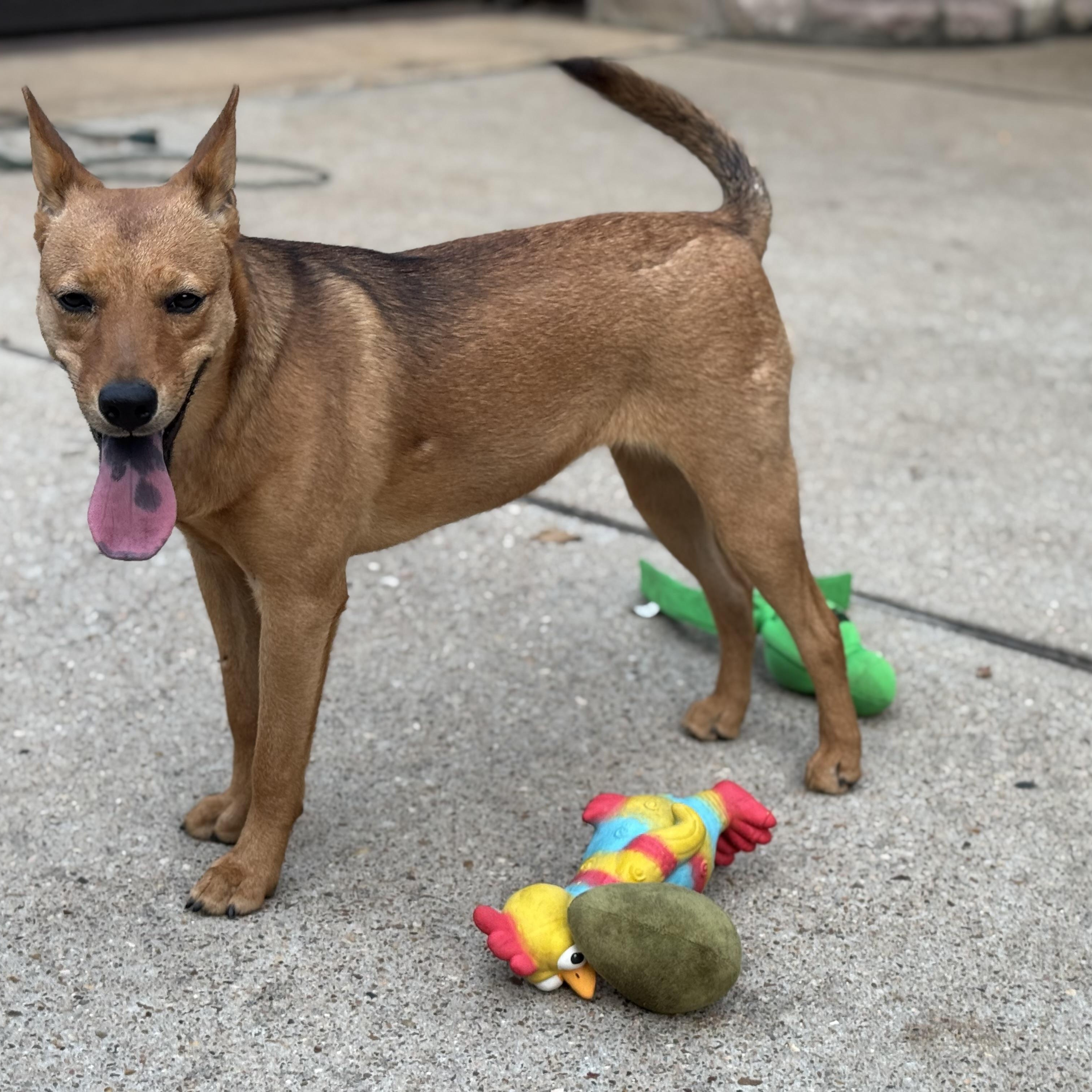 Shiloh, an adoptable Basenji, Shepherd in Queen Creek, AZ, 85142 | Photo Image 4