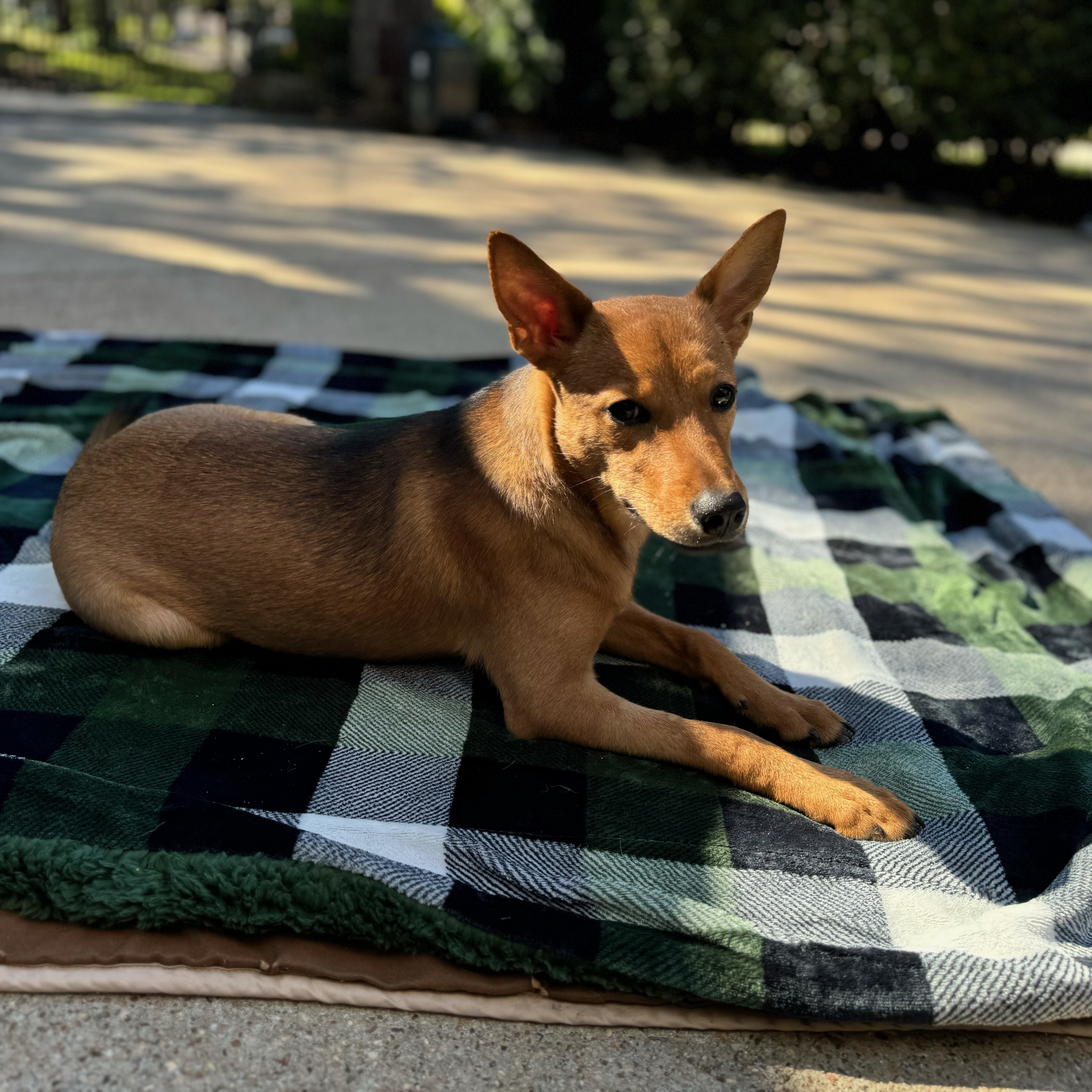 Shiloh, an adoptable Basenji, Shepherd in Queen Creek, AZ, 85142 | Photo Image 5