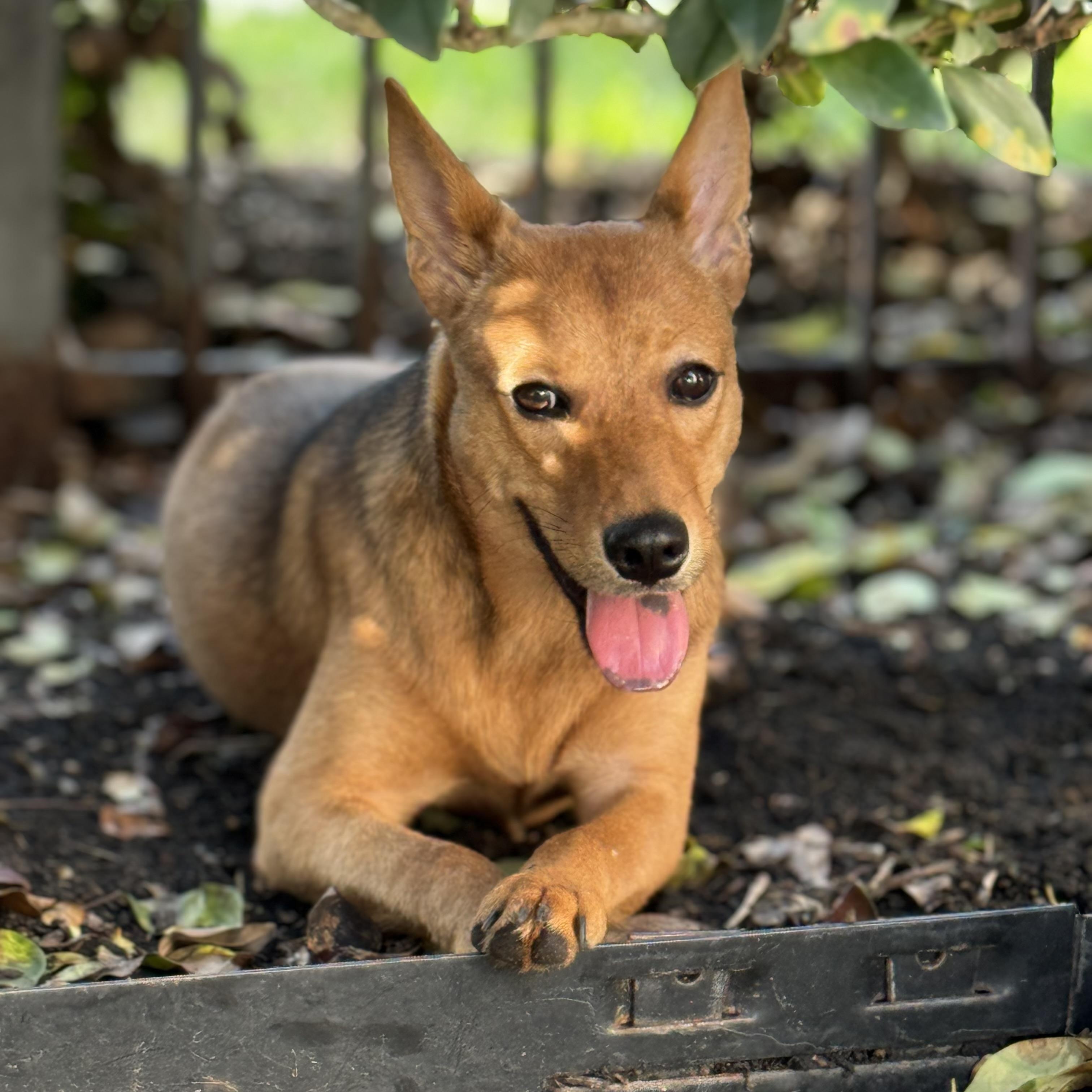 Shiloh, an adoptable Basenji, Shepherd in Queen Creek, AZ, 85142 | Photo Image 2