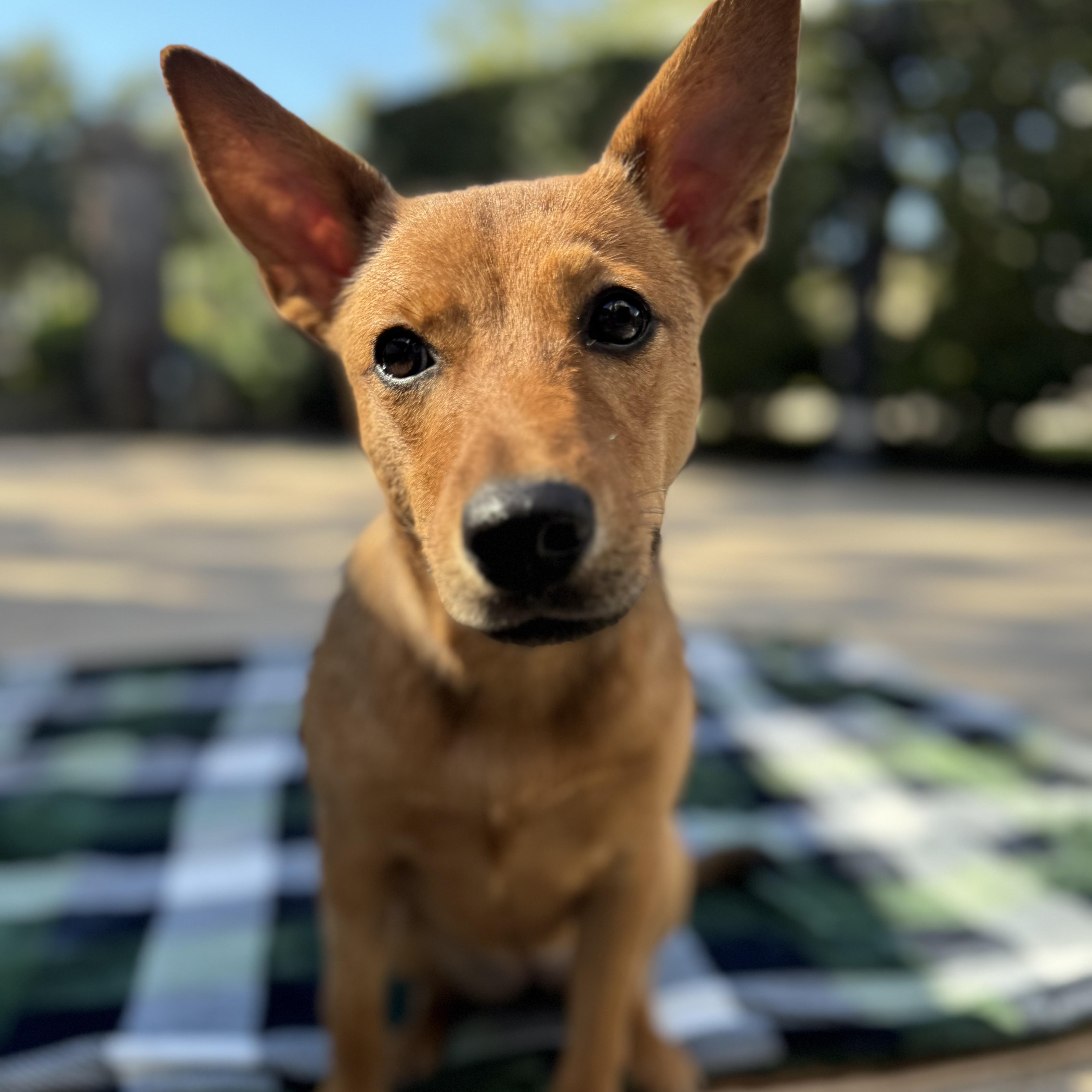 Shiloh, an adoptable Basenji, Shepherd in Queen Creek, AZ, 85142 | Photo Image 3