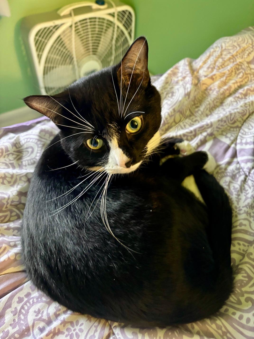 Enlarge Watson, an adopted Domestic Short Hair in Washington Grove, MD image 1/3