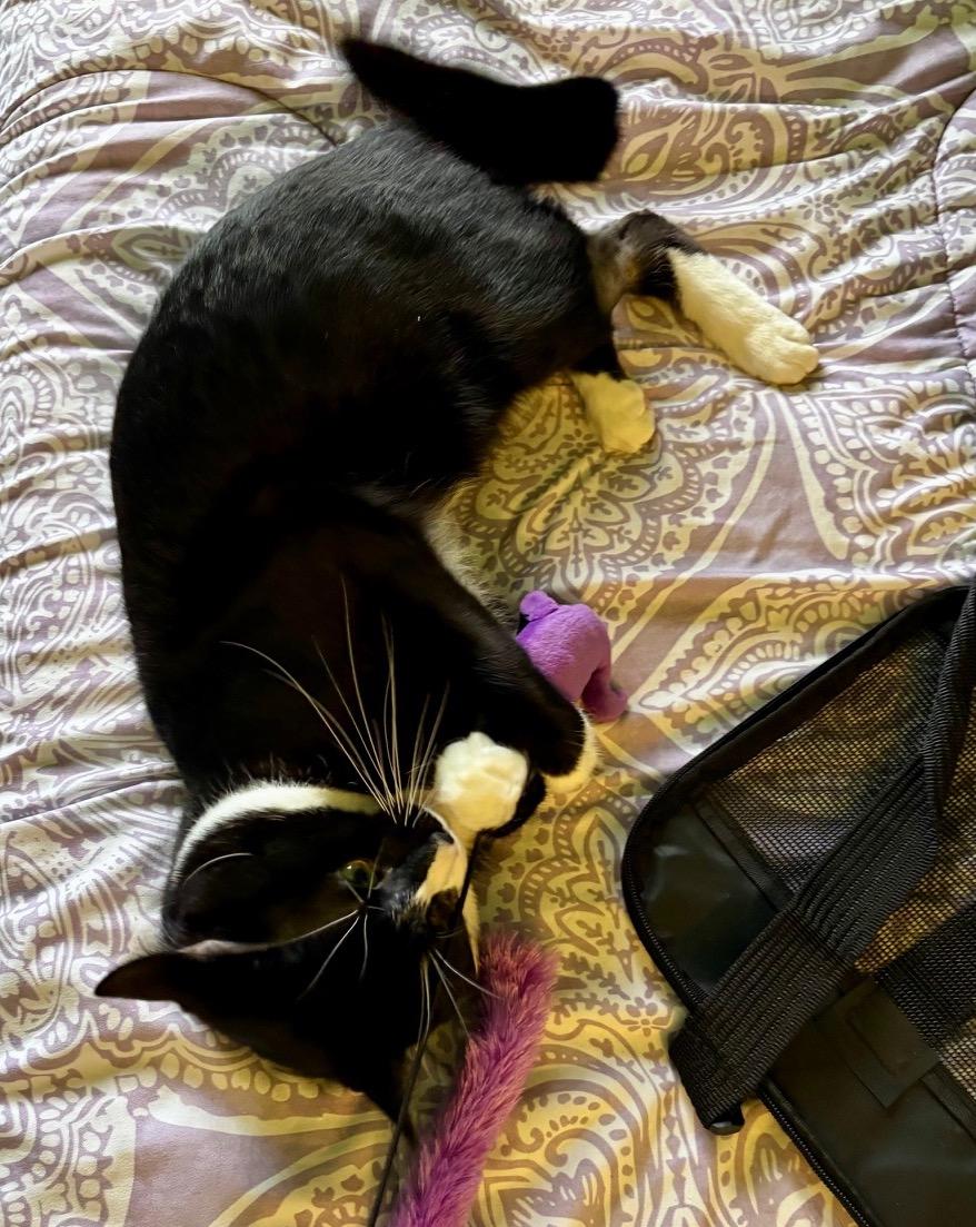 Enlarge Watson, an adopted Domestic Short Hair in Washington Grove, MD image 3/3